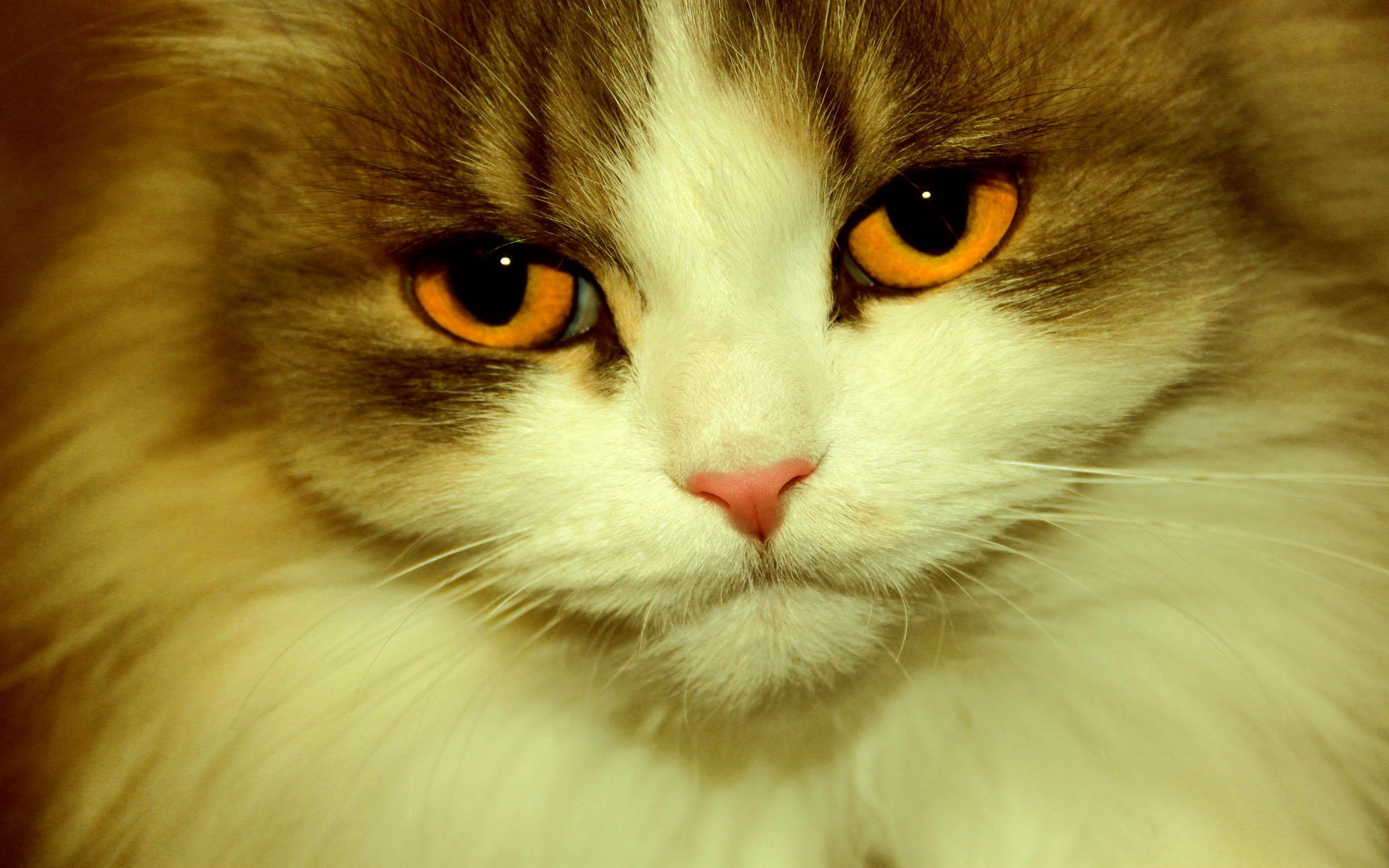 animal, animals, 2K, kitten, look, eyes, HD Wallpaper