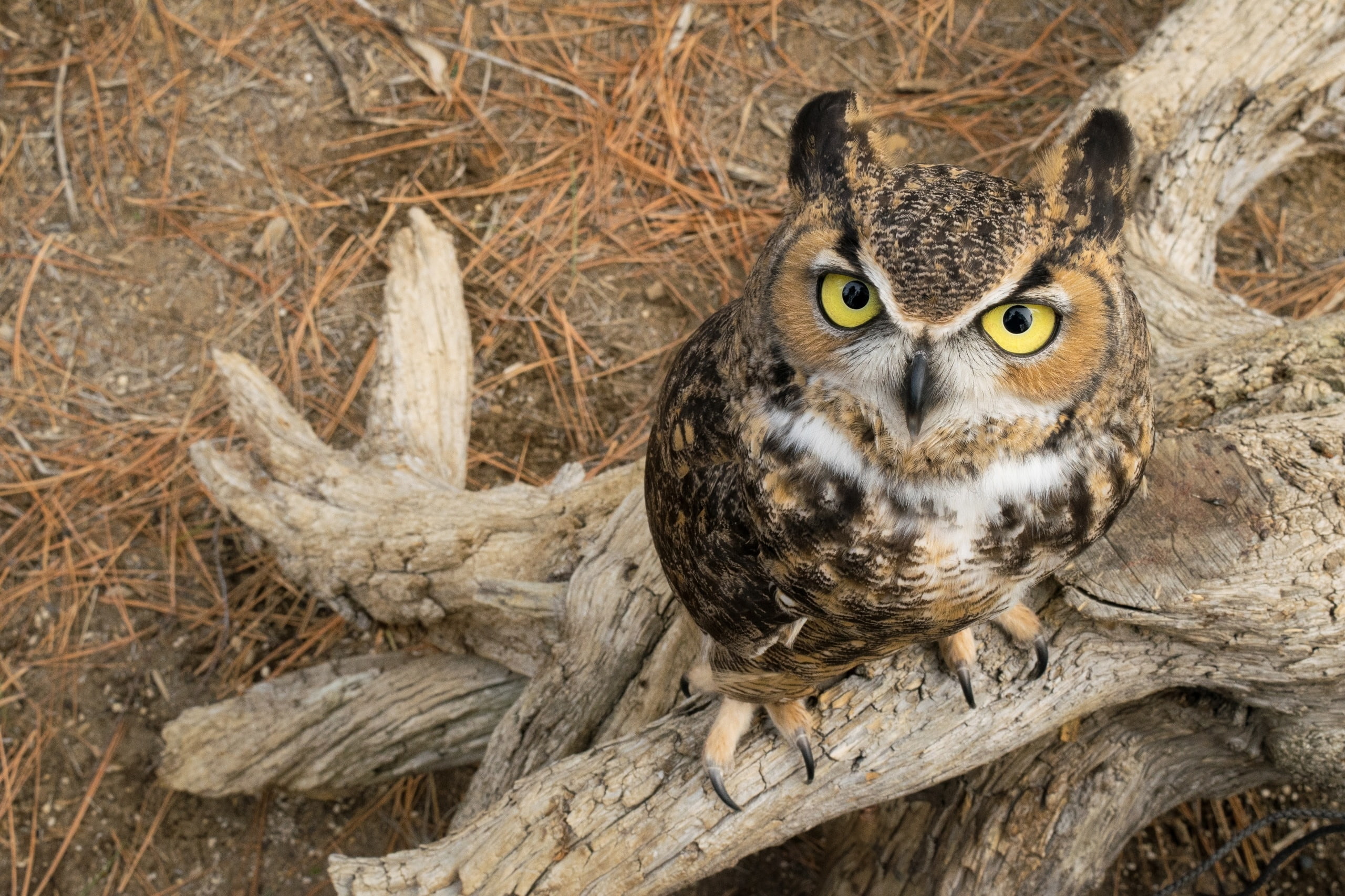 looking at viewer, animals, birds, yellow eyes, owl, 2K, HD Wallpaper