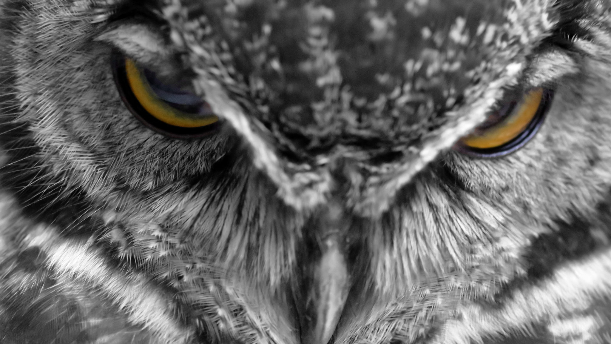 animals, feathers, 1080P, closeup, owl, birds, Kenta Iwasa, HD Wallpaper