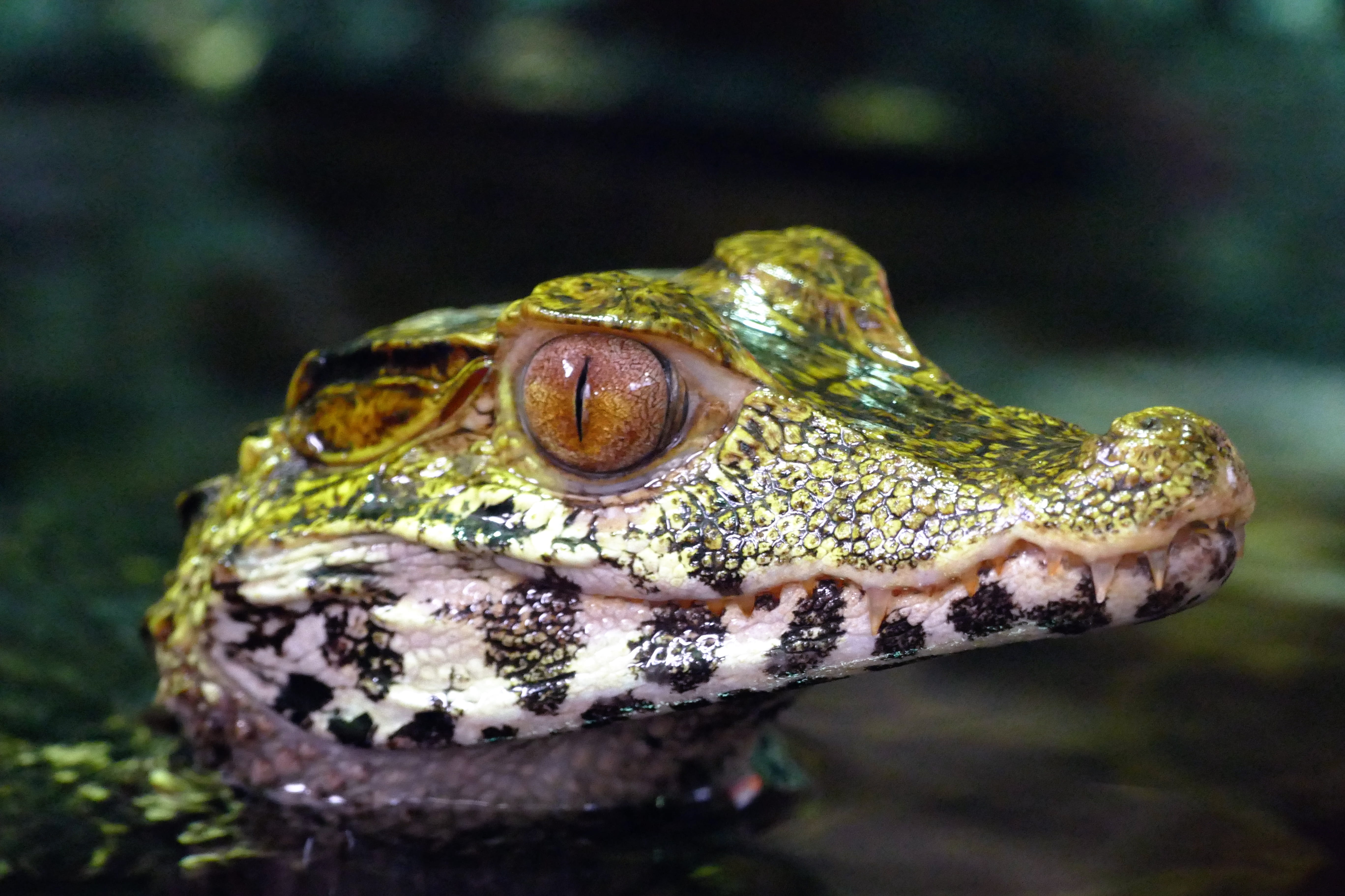 green, close-up, alligator, aggression, one animal, vertebrate, caiman, profile view, focus, exotic, predator, tropical rainforest, animals in the wild, HD Wallpaper