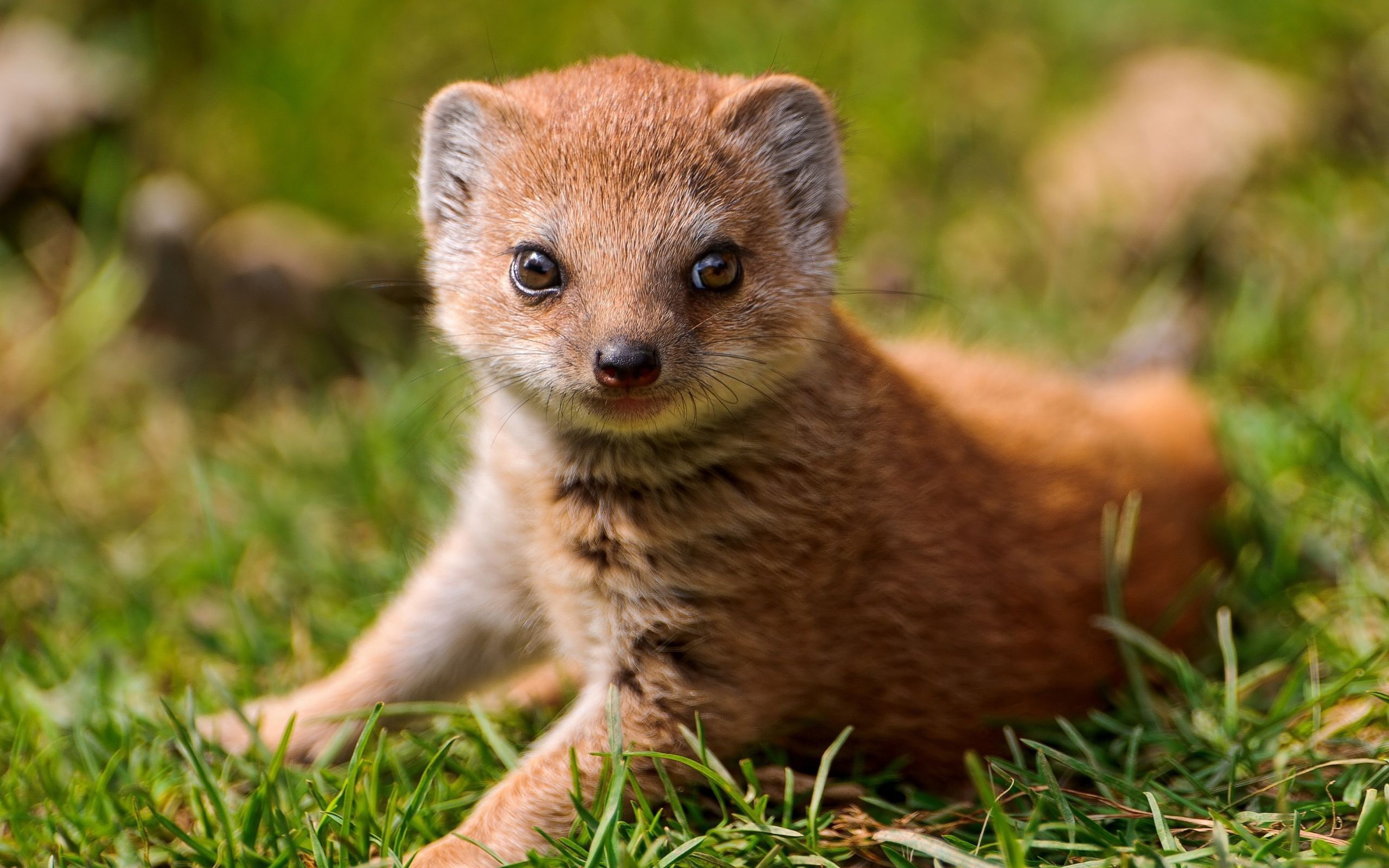 Mongoose, animal, brown, Eyes, 2K, HD Wallpaper