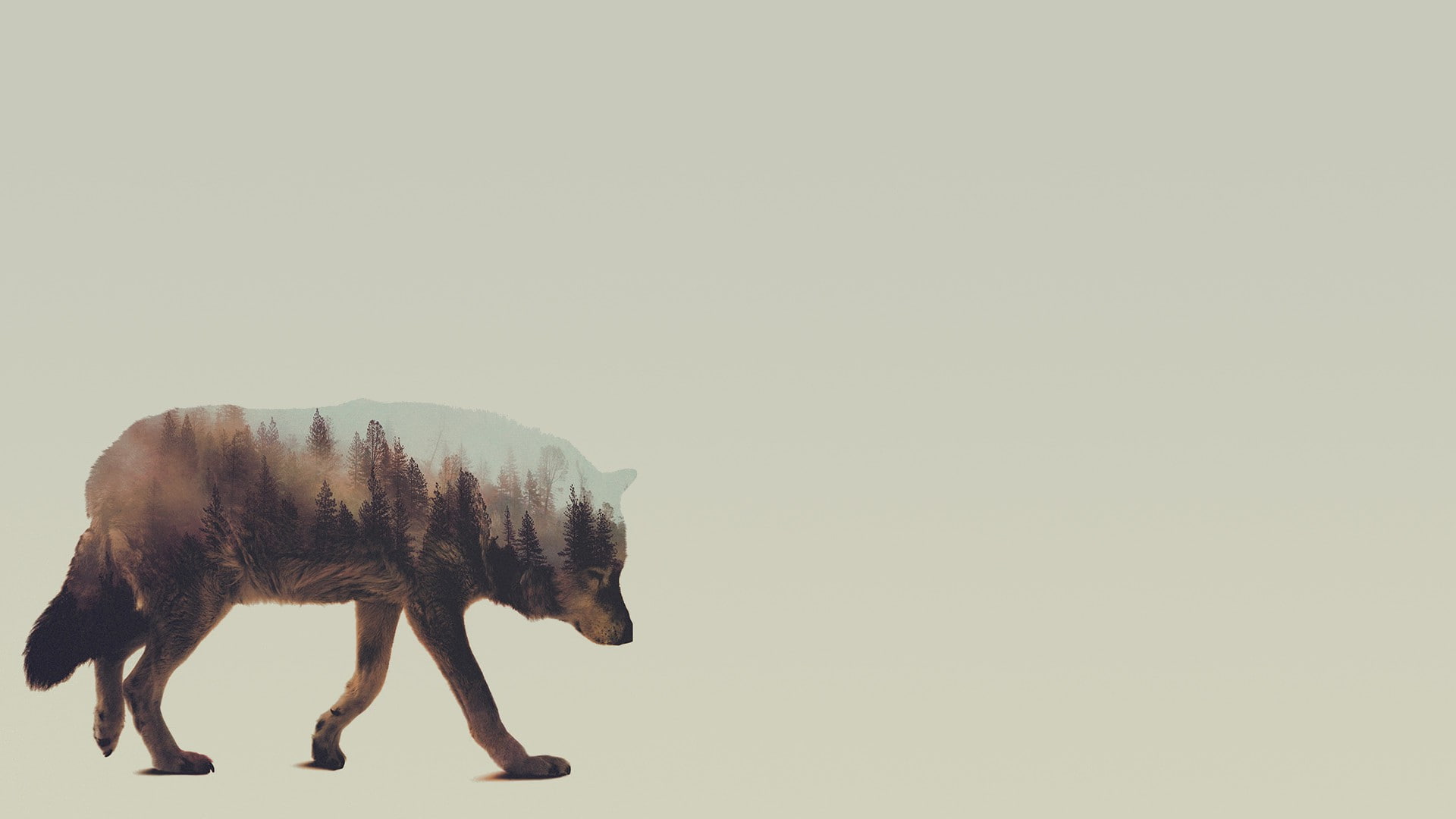 herbivorous, white background, Double Exposure, domestic, 1080P, mammal, one animal, domestic animals, vertebrate, full length, nature, no people, animals, HD Wallpaper
