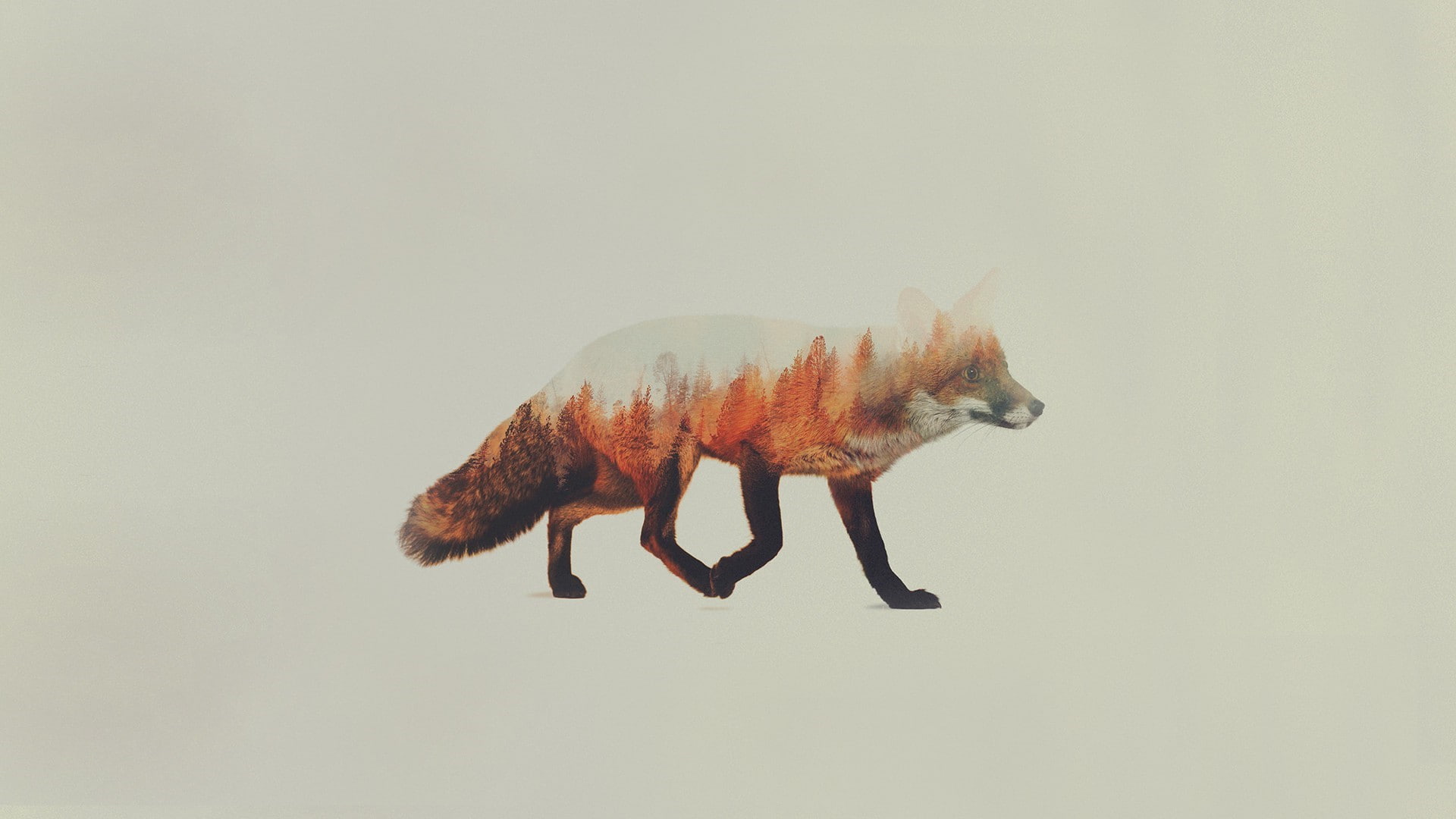 white background, nature, studio shot, mammal, animal, animal wildlife, side view, no people, one animal, 1080P, double exposure andreas lie animals fox, HD Wallpaper