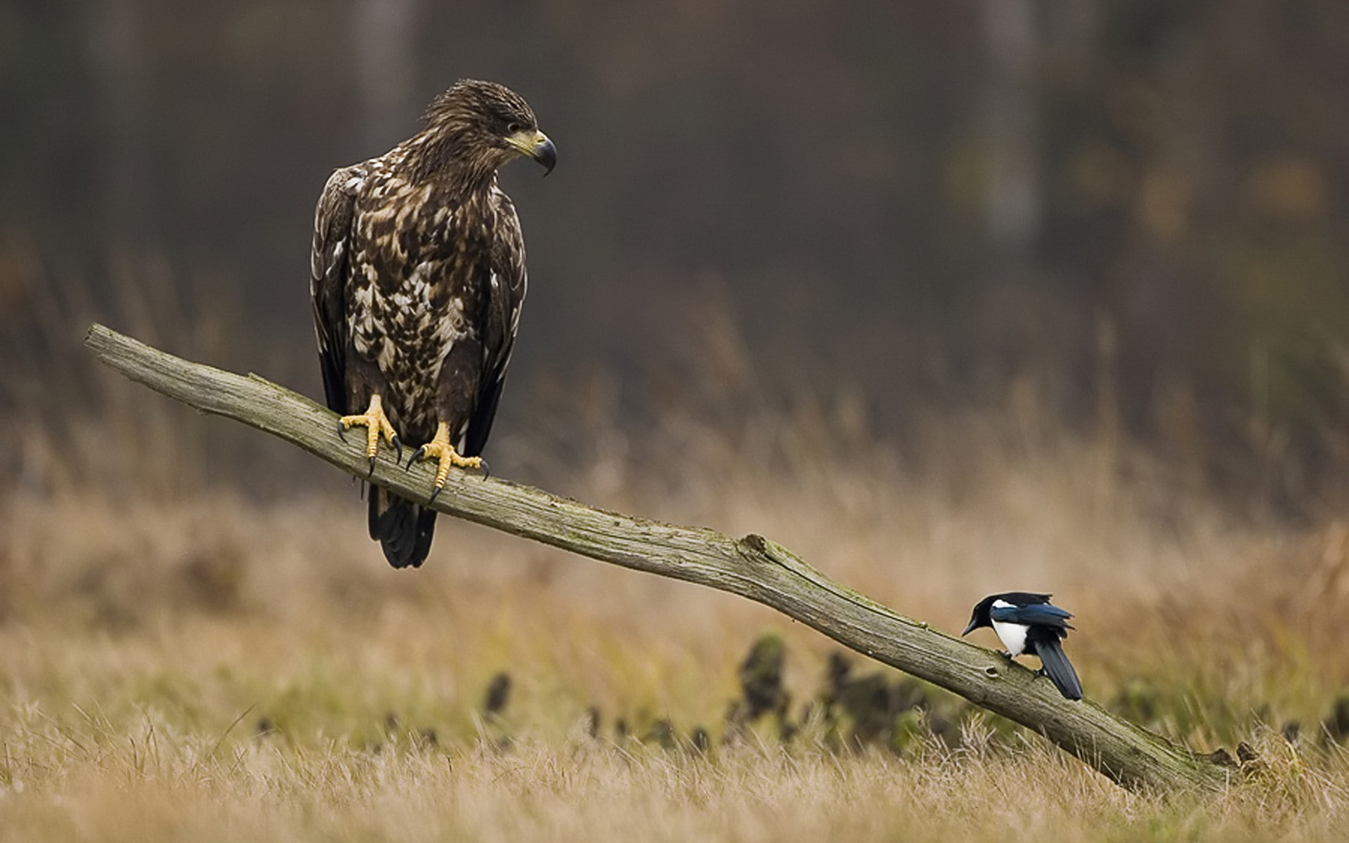 nature, focus on foreground, animals in the wild, vertebrate, field, eagle european magpie, falcon - bird, 1080P, people, day, perching, plant, full length, HD Wallpaper