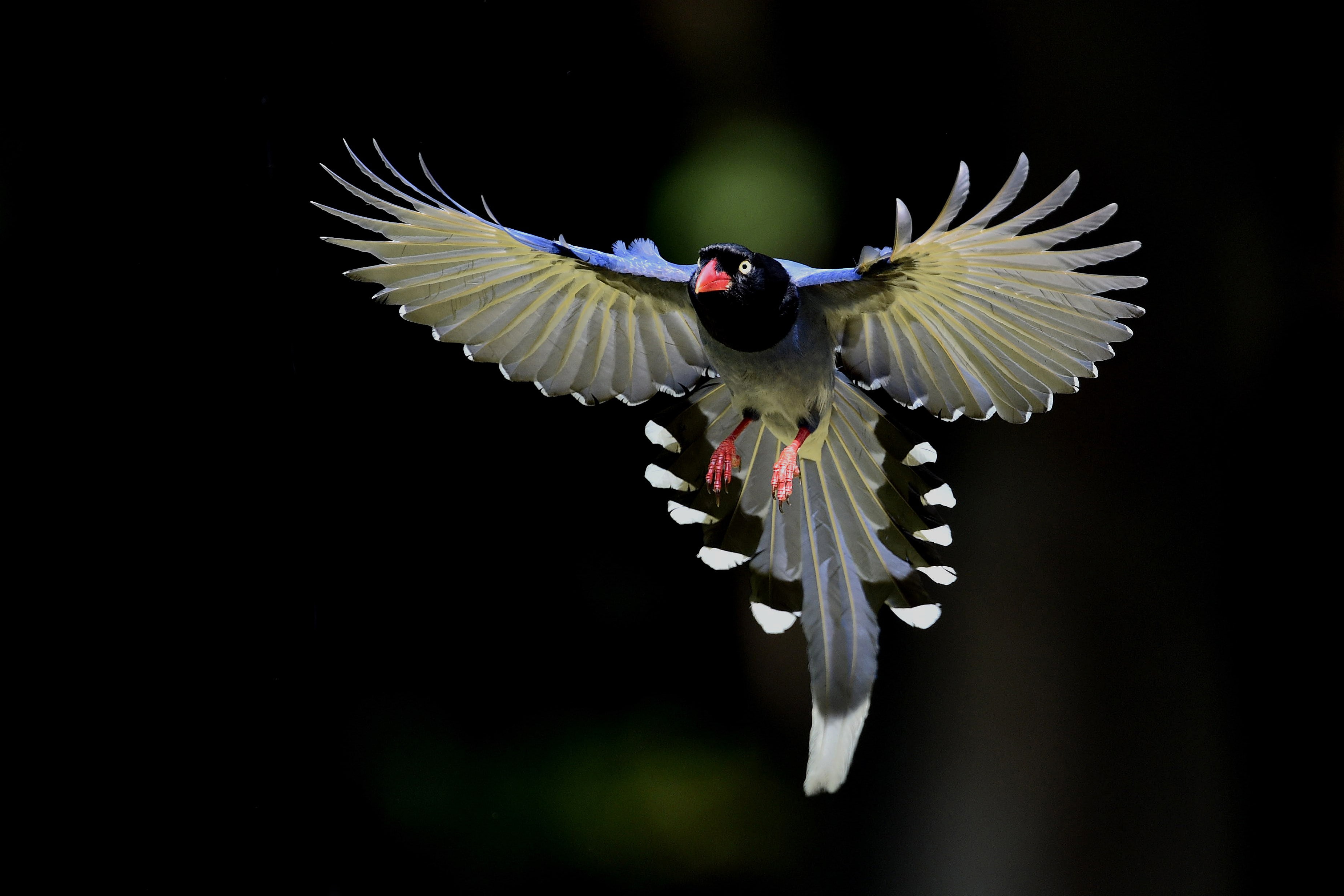 animals in the wild, flapping, animal wildlife, animal themes, animal body part, flying, parrot, outdoors, beauty in nature, mid-air, no people, bird, close-up, HD Wallpaper