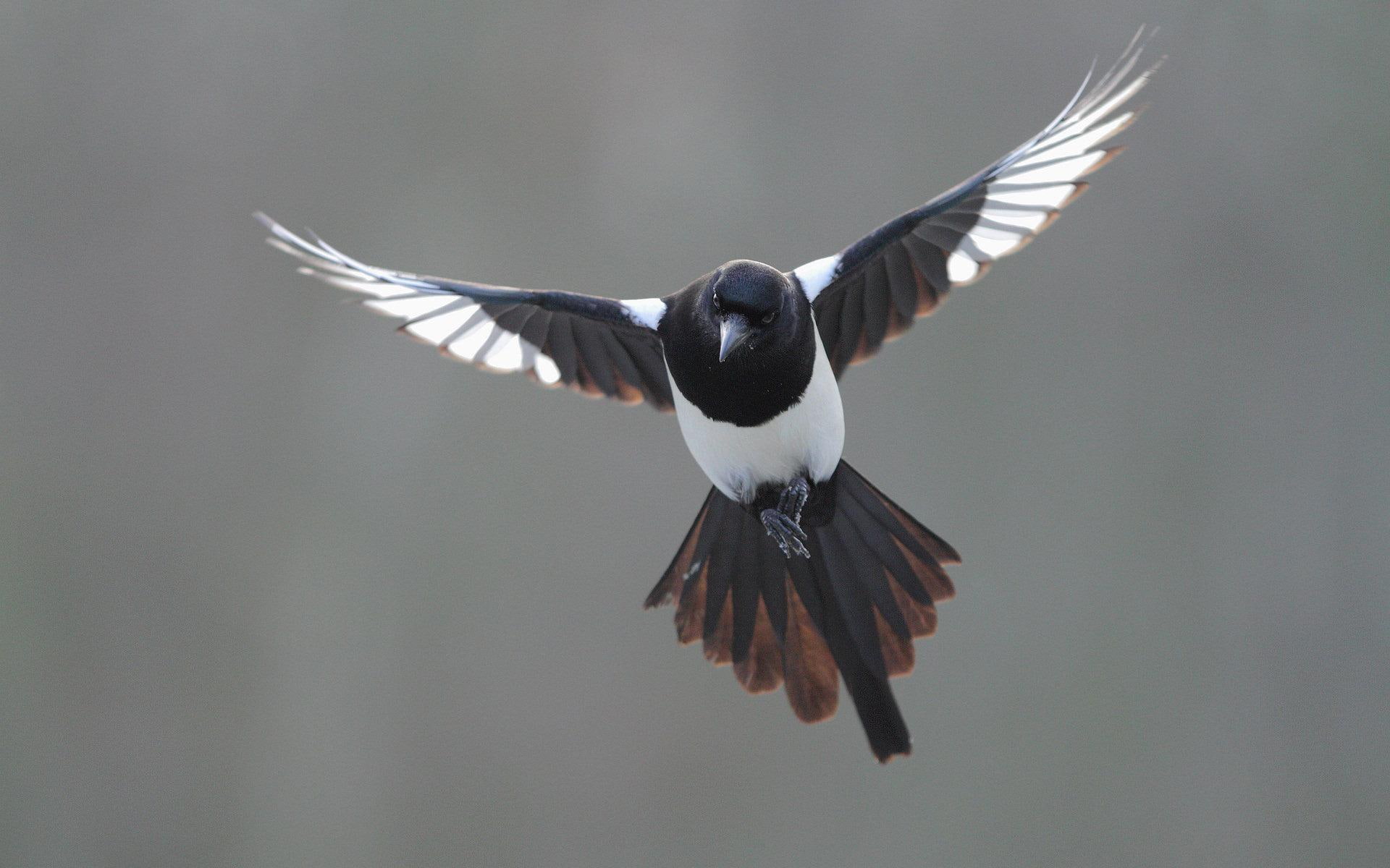 animals, white, magpie, black, 1080P, flight, HD Wallpaper