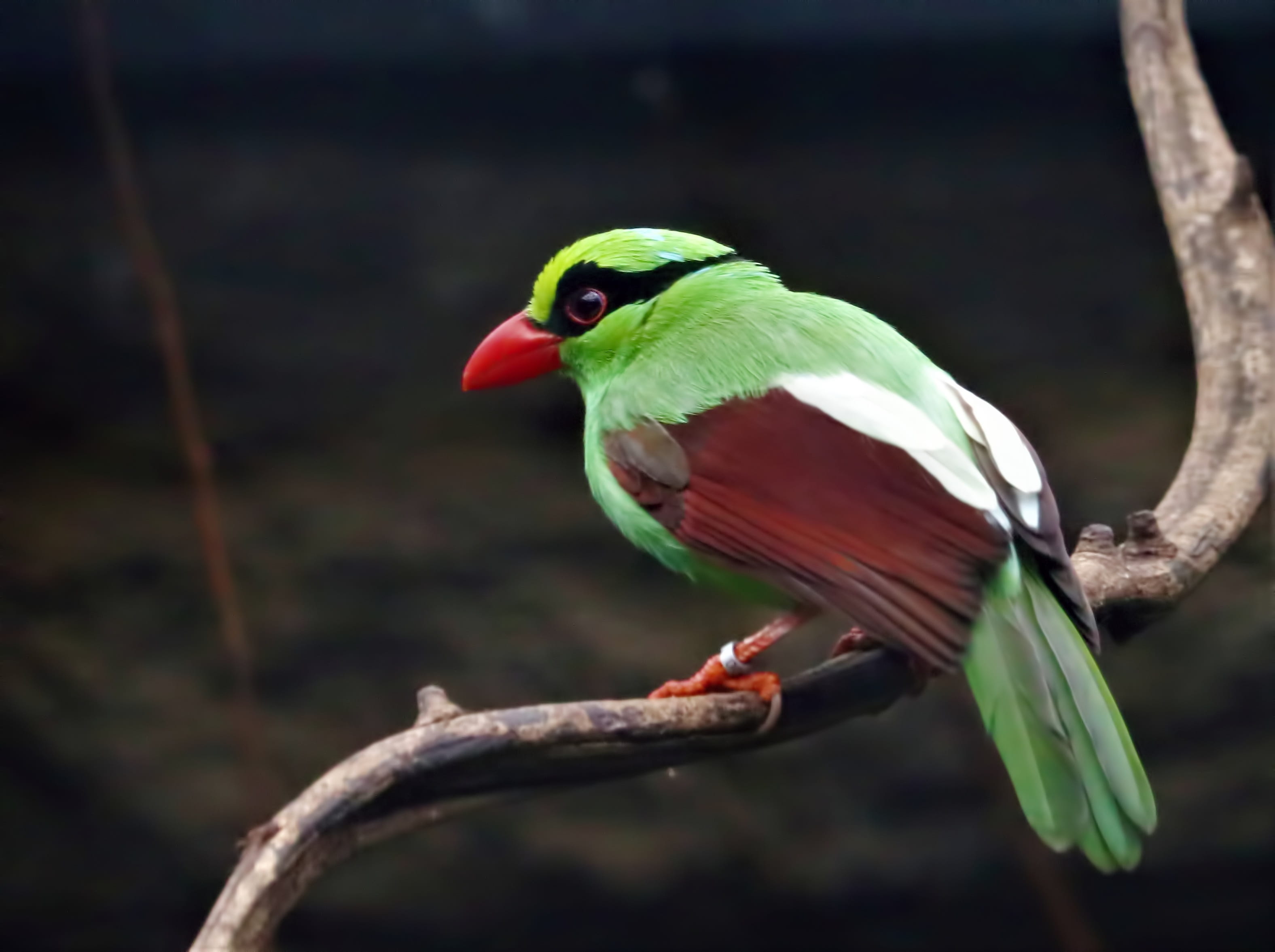 plant, endangered species, parrot, green, beak, beauty in nature, branch, green magpie, vertebrate, 2K, rare, outdoors, green color, no people, animal wildlife, HD Wallpaper