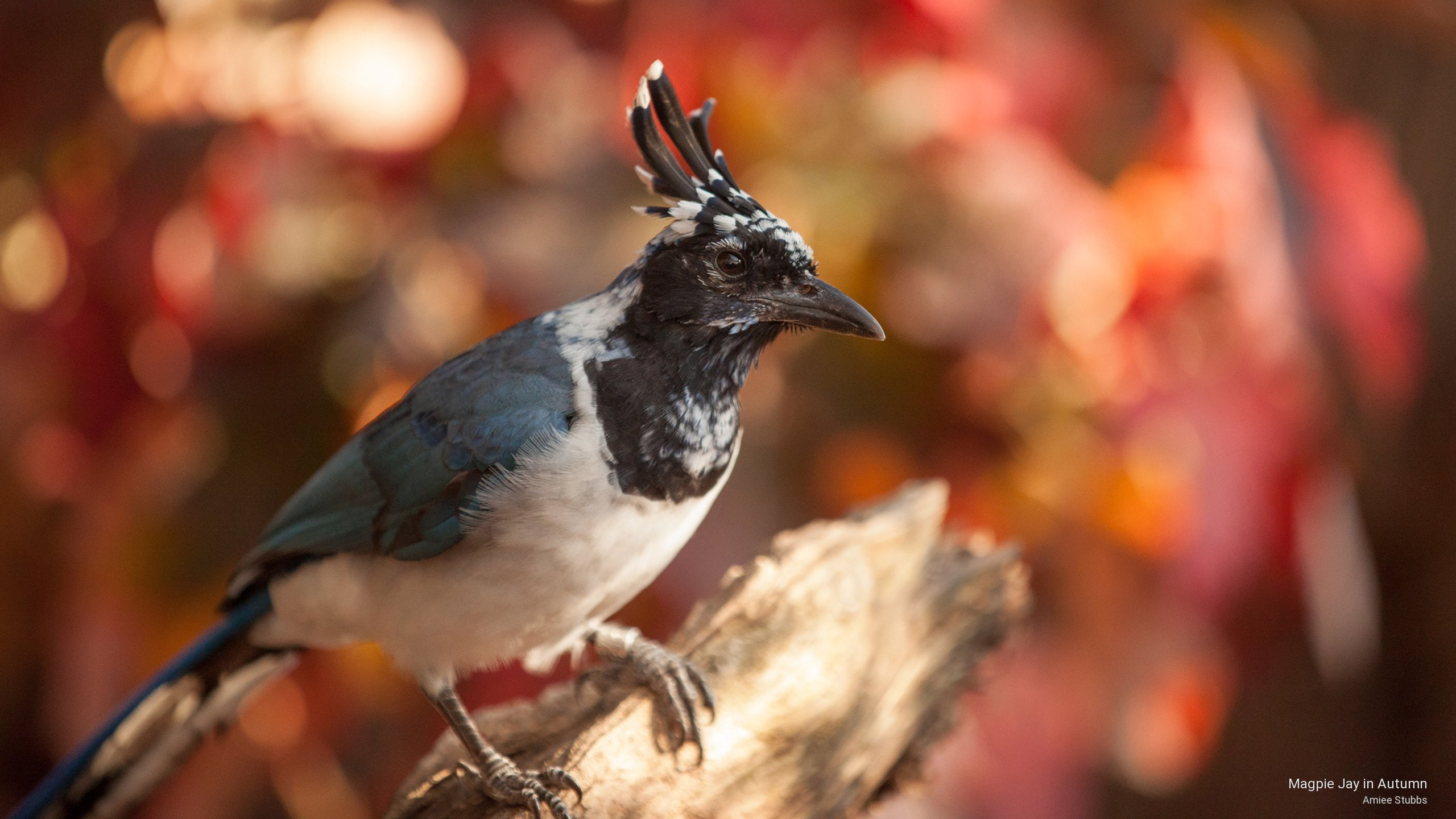 2K, Birds, autumn, jay, magpie, HD Wallpaper