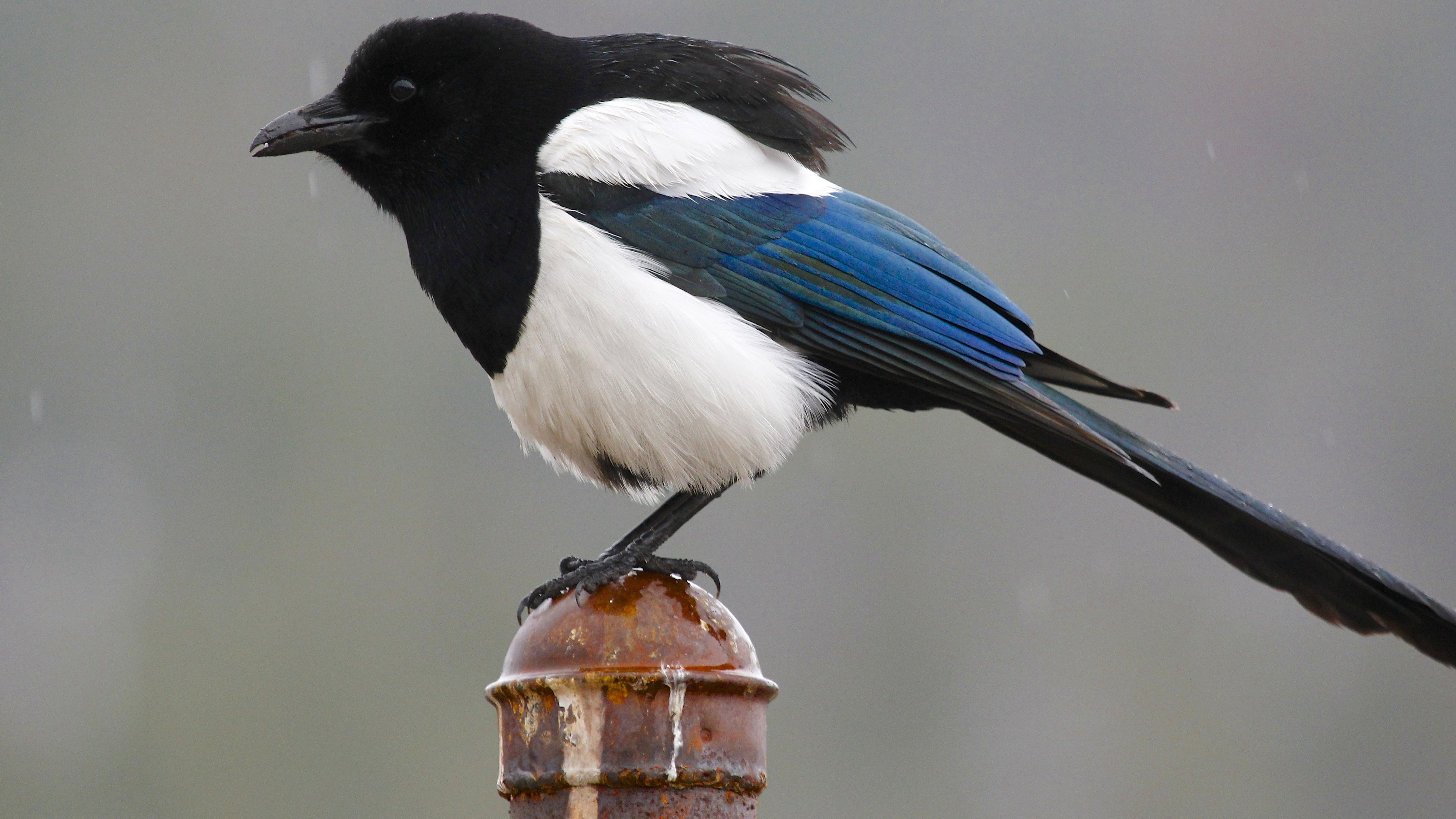 vertebrate, black color, blue, animal wildlife, animals in the wild, day, focus on foreground, bird, 4K, outdoors, one animal, magpie, full length, nature, HD Wallpaper