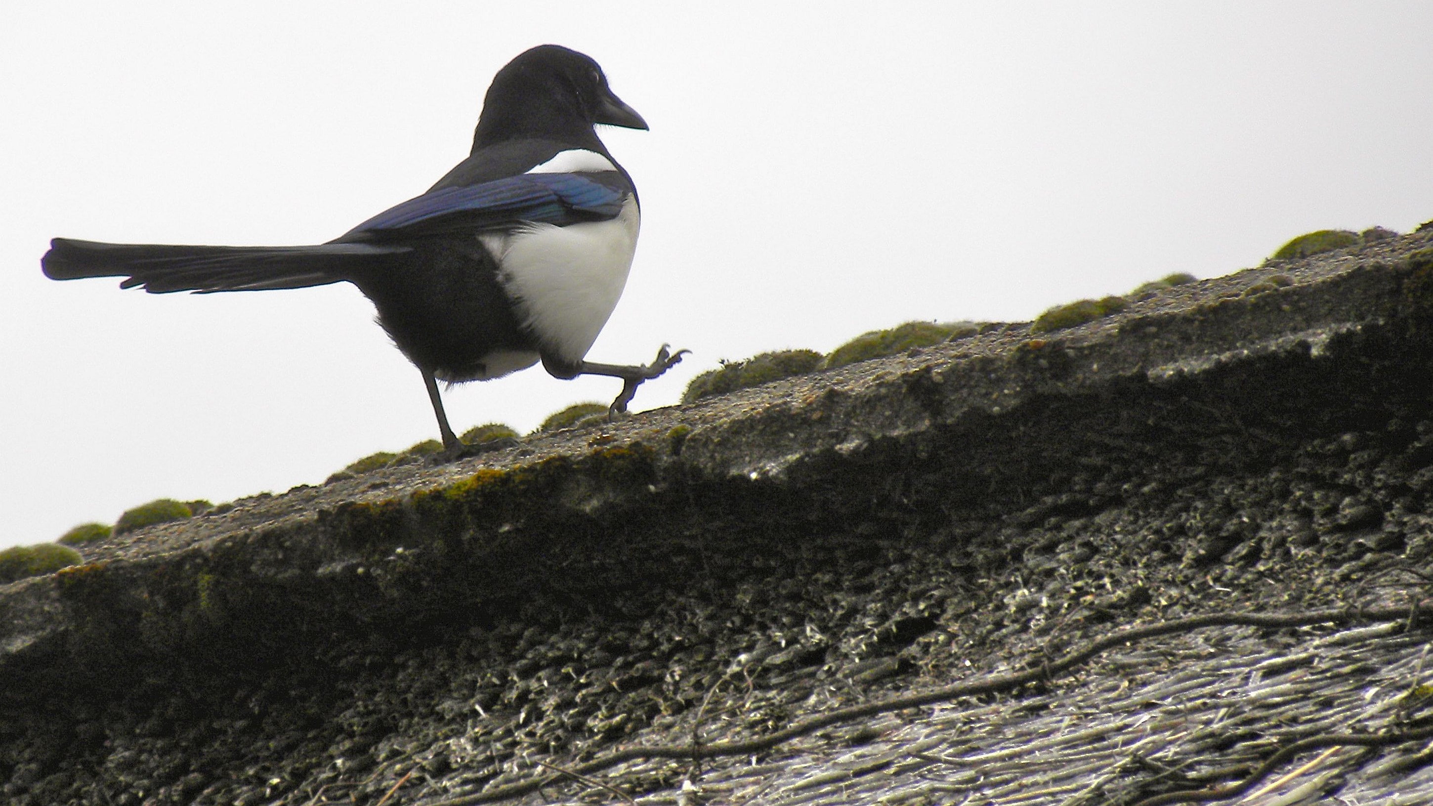 2K, magpie, HD Wallpaper