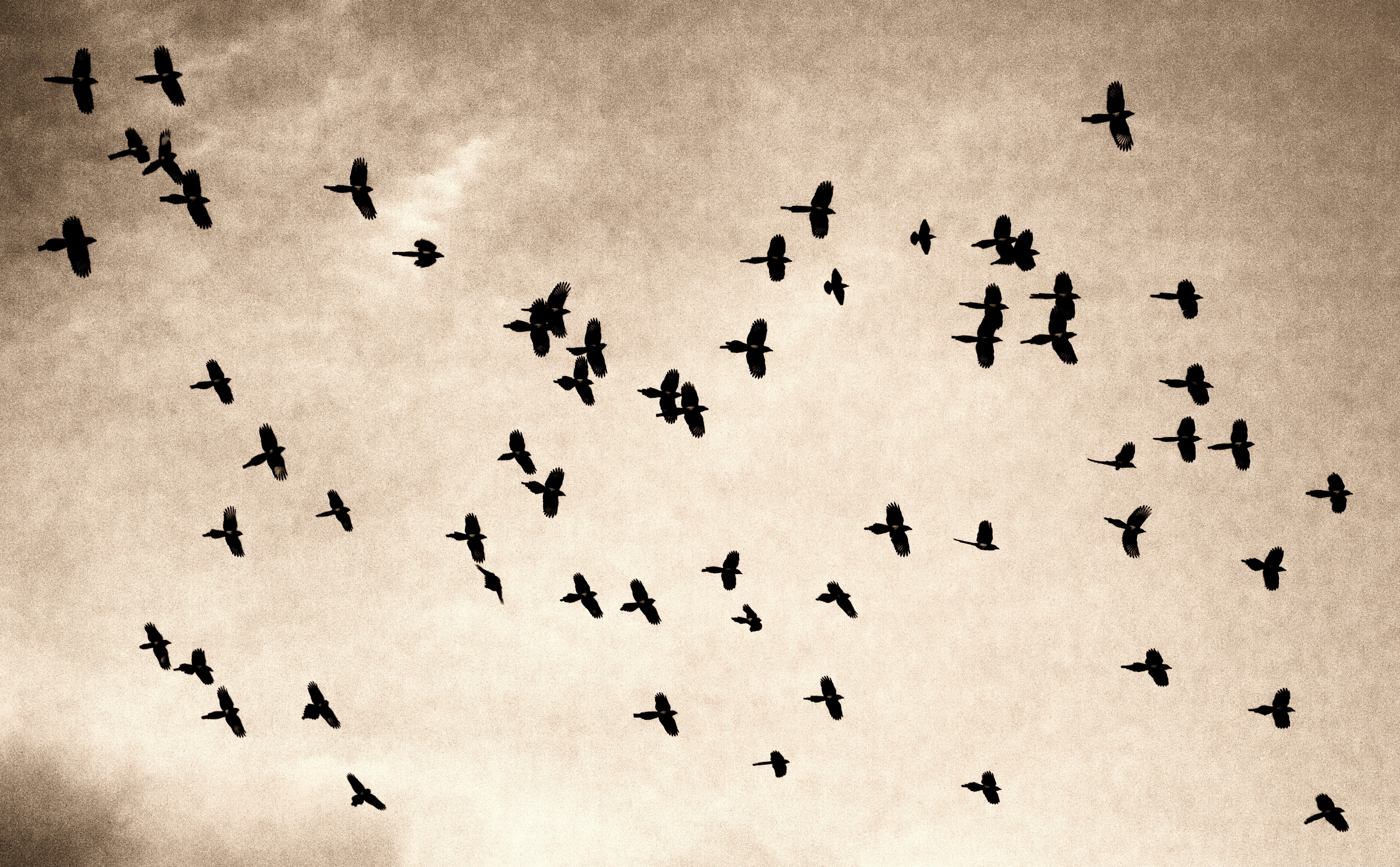 bird, Birds, flock, large group of animals, group of animals, animals in the wild, animal wildlife, flock of birds, Sepia, vertebrate, animal themes, close-up, HD Wallpaper