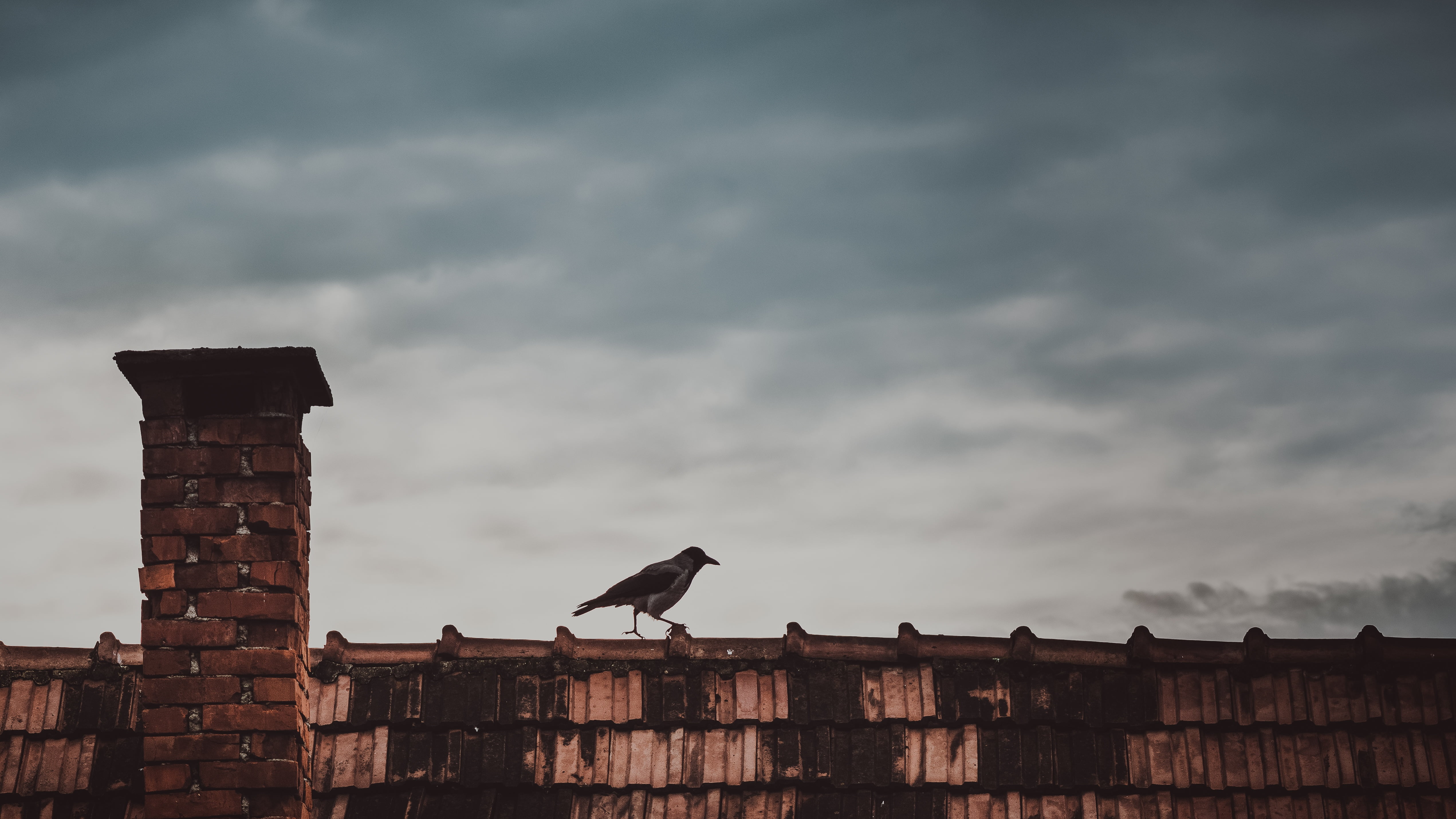 pigeon, animals in the wild, brick, old, cloud - sky, silhouette, dark, wall, animal, perching, built Structure, 4K, overcast, outdoors, sky, architecture, HD Wallpaper