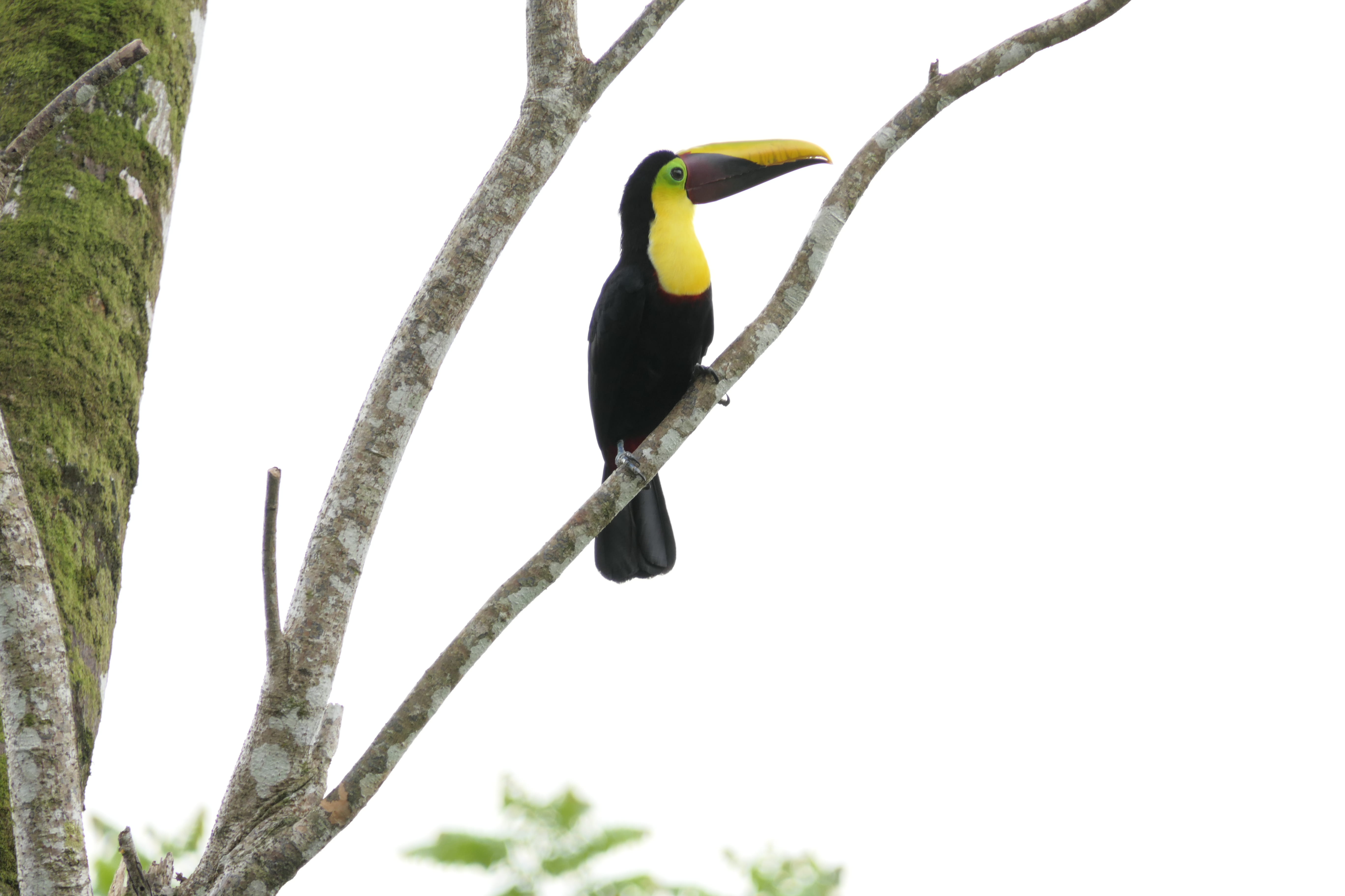 pheasant, worm, blackbird, beak, tree, bird, long, birds, yellow, black, one animal, day, animal, sky, invertebrate, dominical, animal wildlife, 5K, toucan, HD Wallpaper
