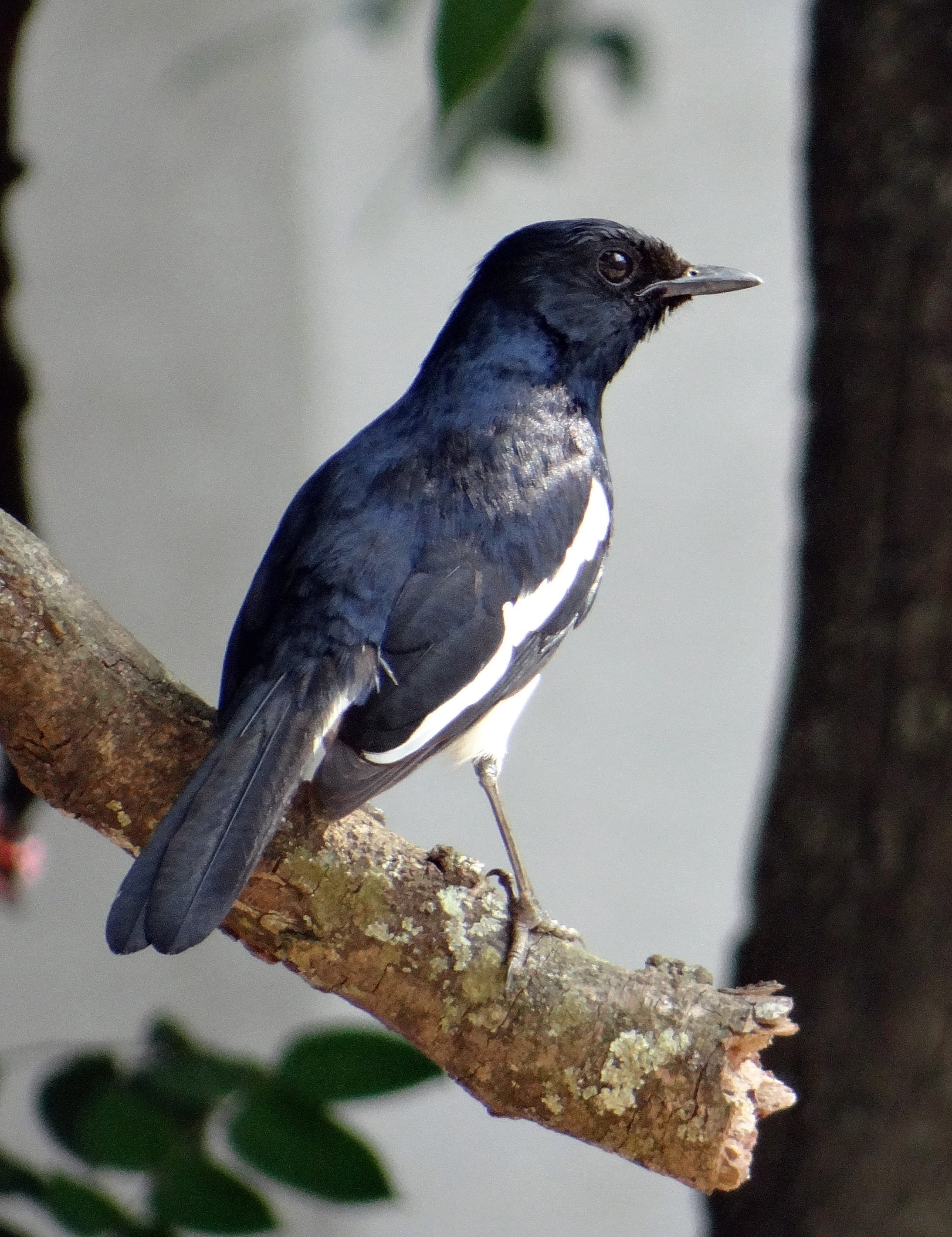 tree, india, animal themes, perching, branch, full length, copsychus saularis, male, robin, plant, nature, black color, day, focus on foreground, bird, Phone HD Wallpaper