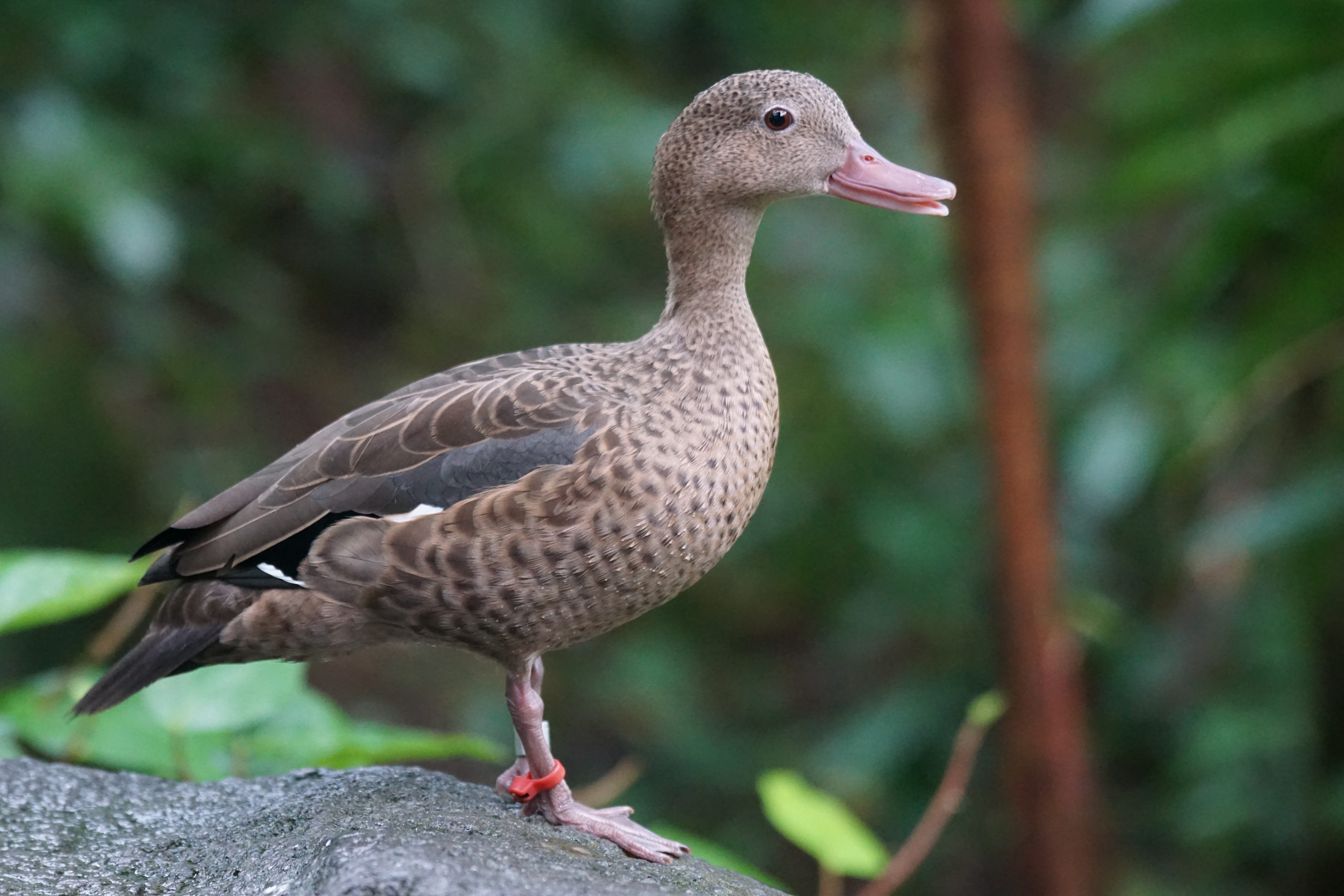 duck, swimming duck, no people, full length, shallow, nature, animal themes, one animal, magpie, animal wildlife, 5K, animals in the wild, female, focus on foreground, HD Wallpaper