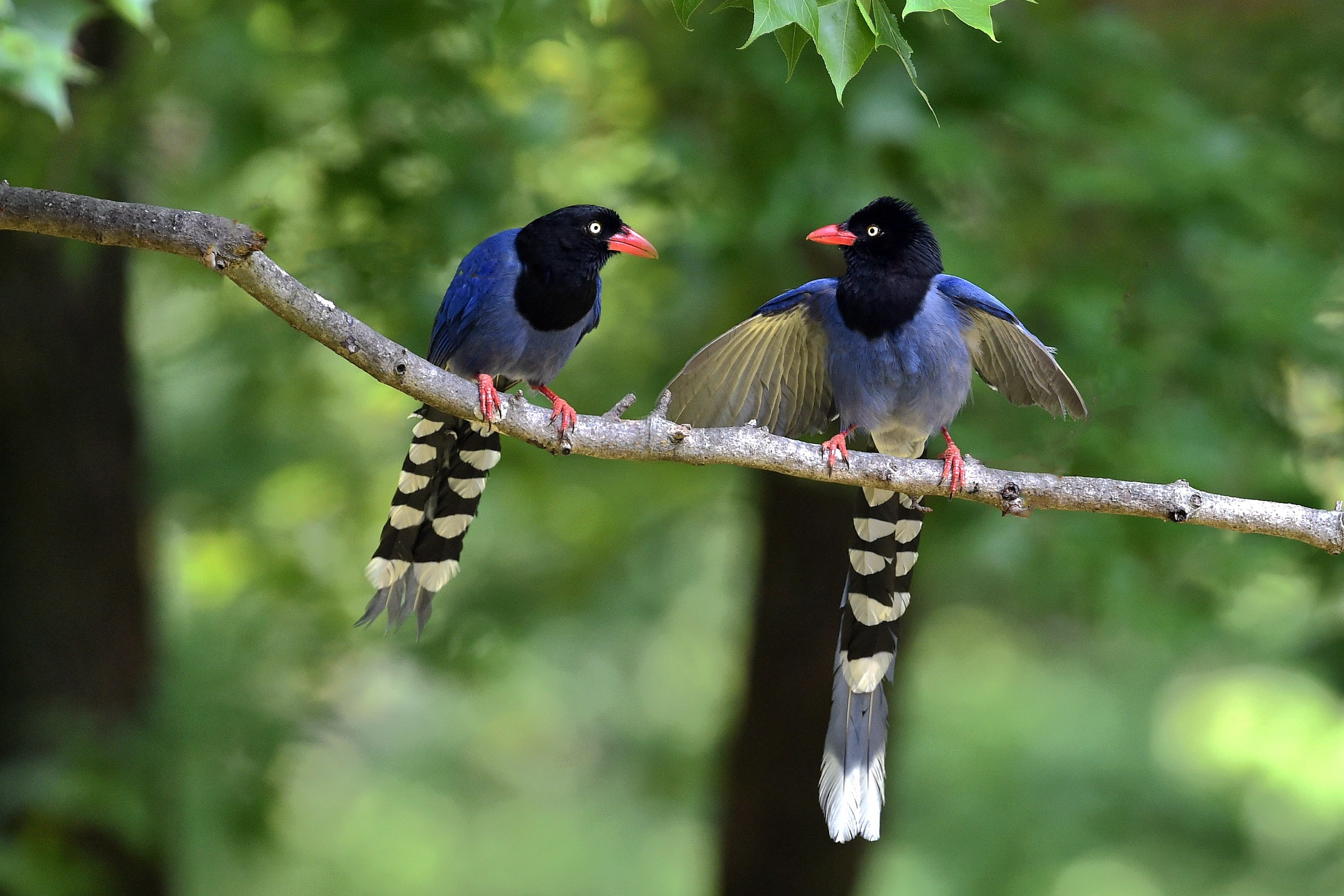 2K, taiwan blue magpie, HD Wallpaper