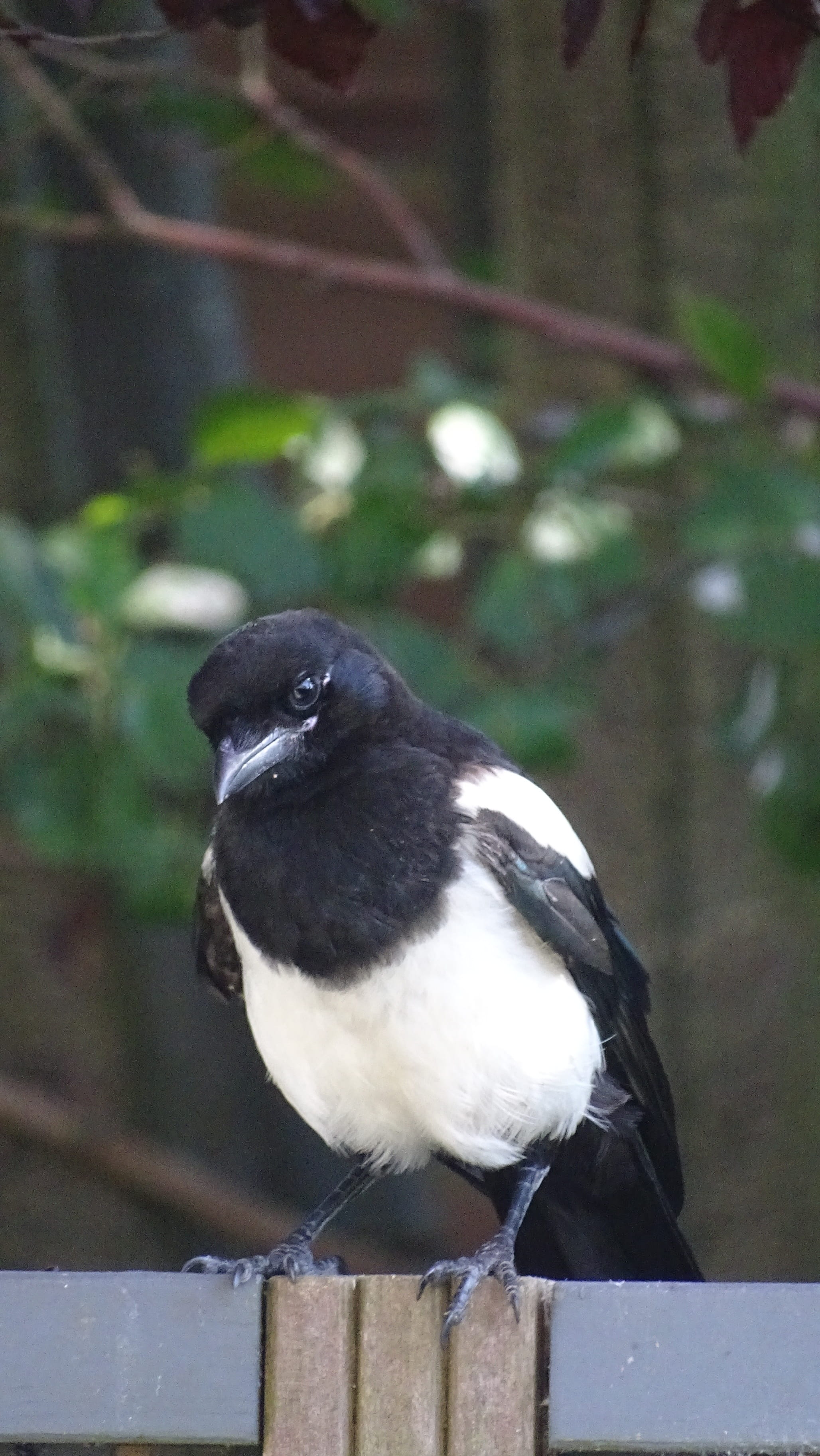 outdoors, animal wildlife, tree, one animal, close-up, vertebrate, focus on foreground, 2K, railing, magpie, full length, wood - material, birds, day, Phone HD Wallpaper