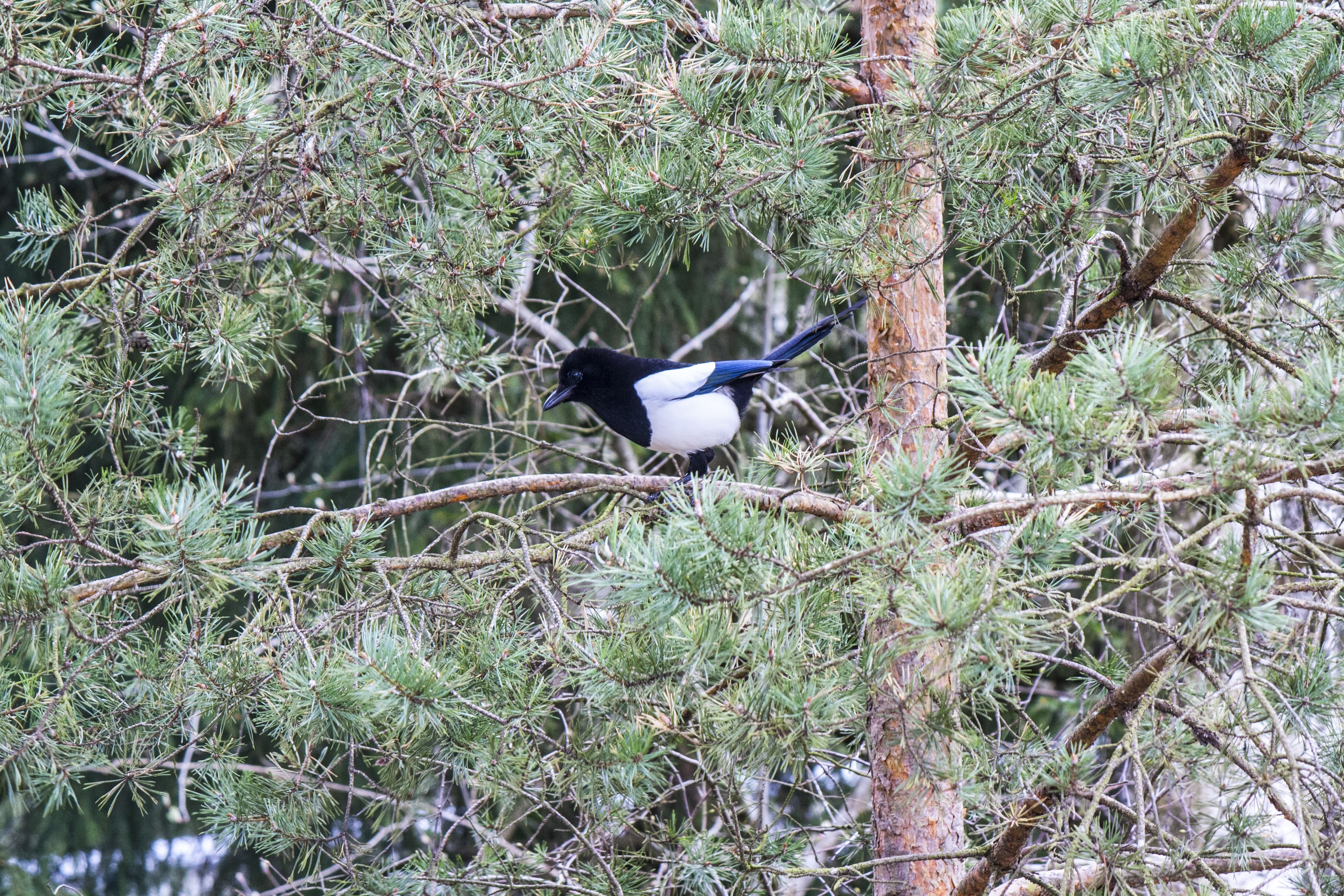 forest, sweden, day, vertebrate, one animal, beauty in nature, magpie, growth, nature, land, bird, animal themes, outdoors, perching, tree, no people, animals in the wild, HD Wallpaper