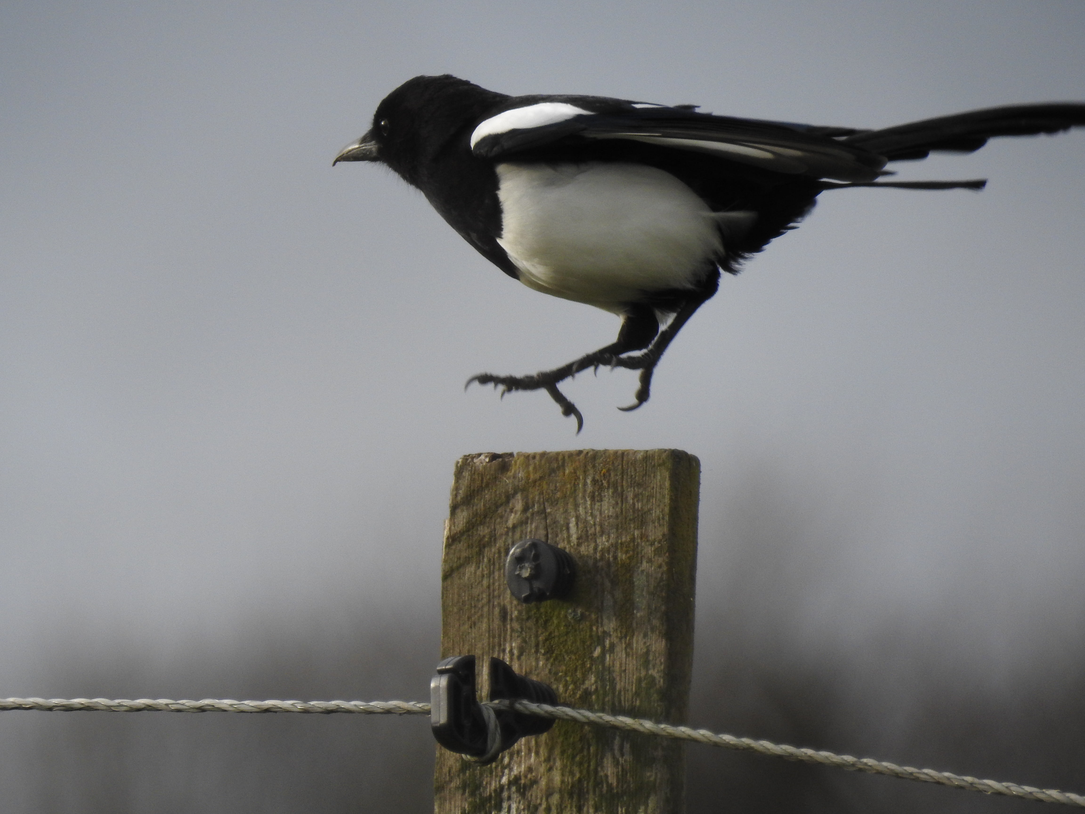 animals in the wild, boundary, day, feather, magpie, animal wildlife, metal, 4K, full length, one animal, wood - material, animal themes, bird, landing, HD Wallpaper