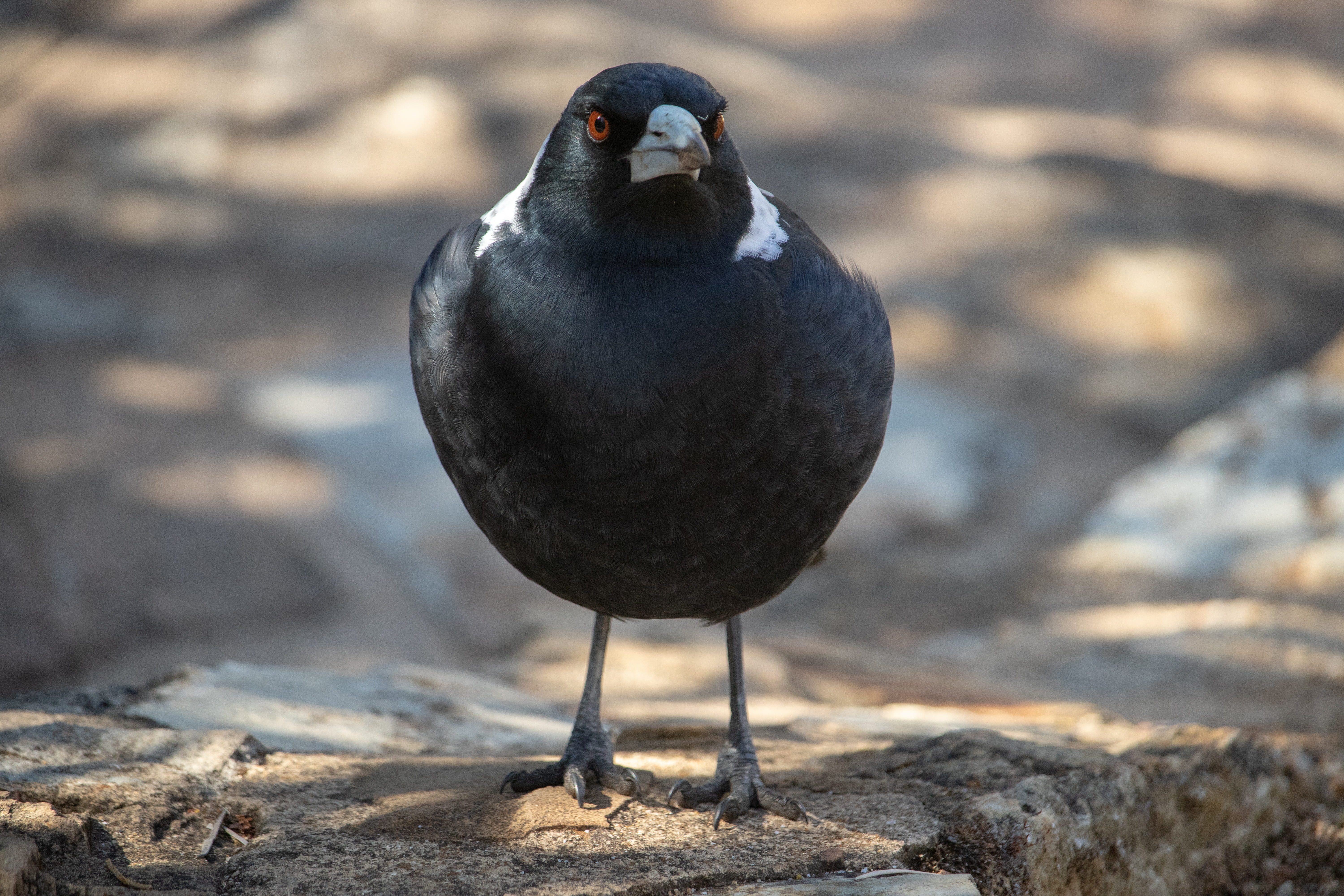 close-up, day, feather, bird, outdoors, perching, wild, animals in the wild, rock - object, animal wildlife, focus on foreground, black color, full length, HD Wallpaper