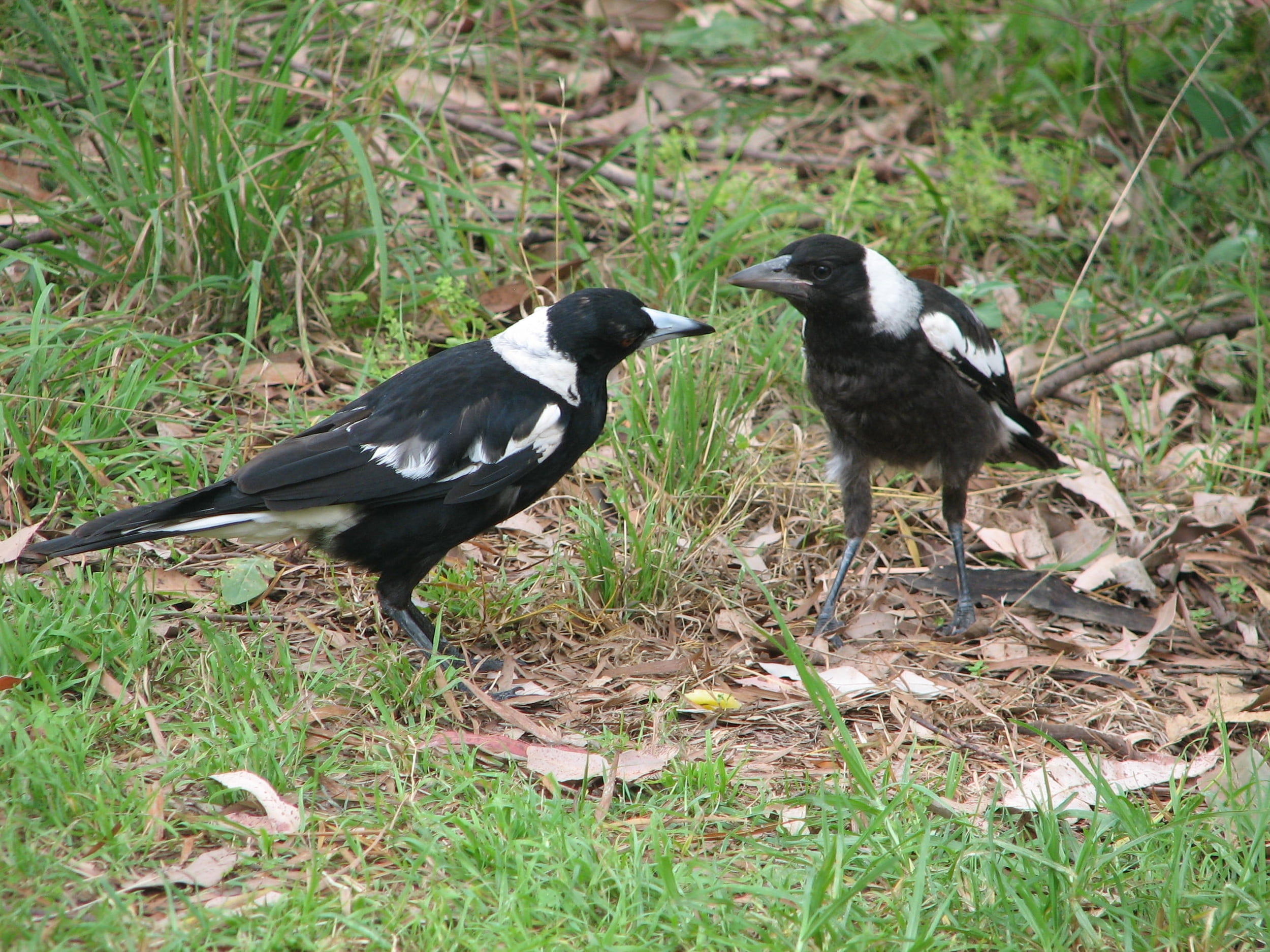land, beak, beauty In Nature, animals In The Wild, white, one Animal, raven - Bird, crow, plant, full length, couple, two, magpie, day, animal wildlife, HD Wallpaper