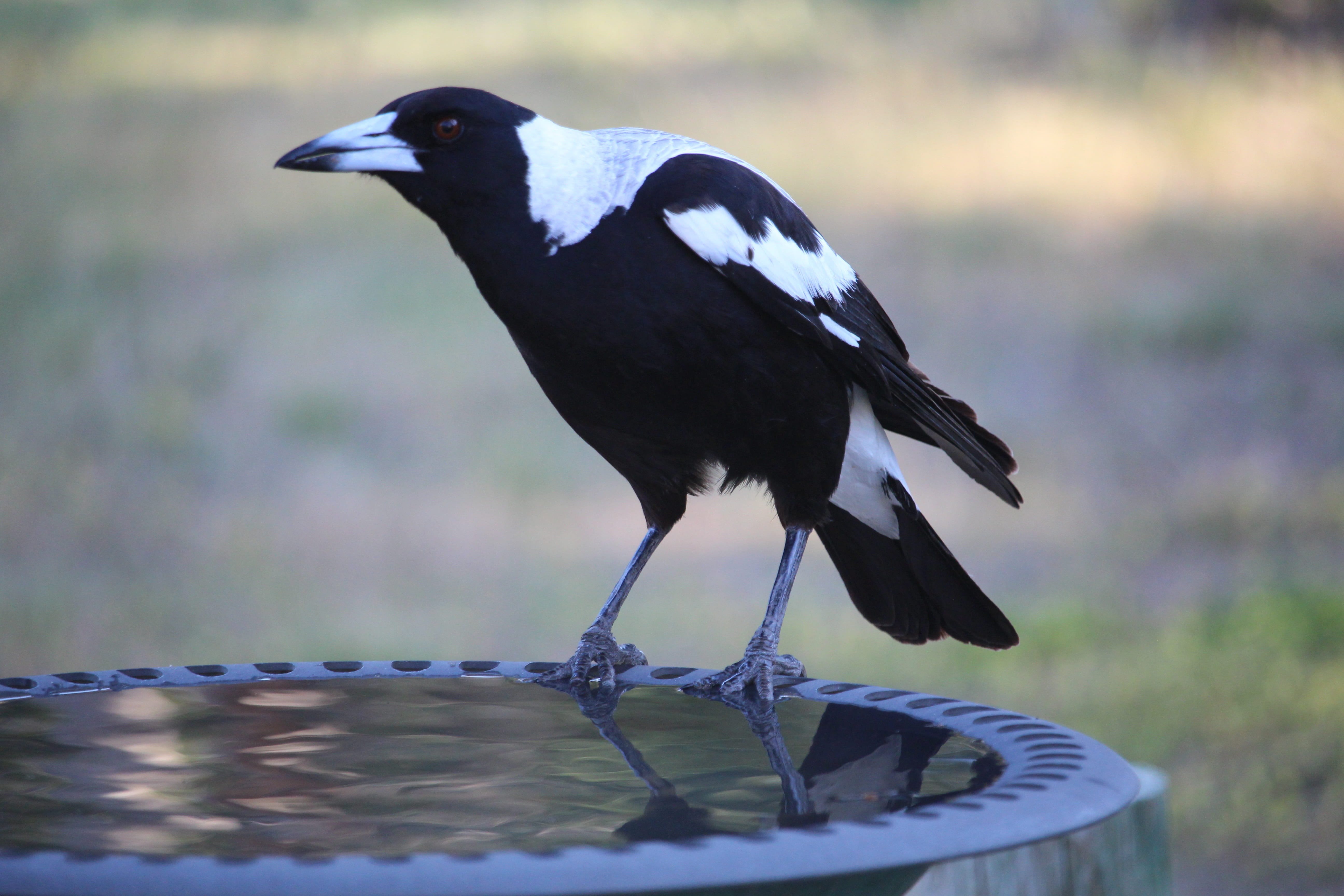 native, nature, black, songbird, perching, animals in the wild, black color, drinking, day, birdbath, close-up, magpie, white, full length, australian, HD Wallpaper