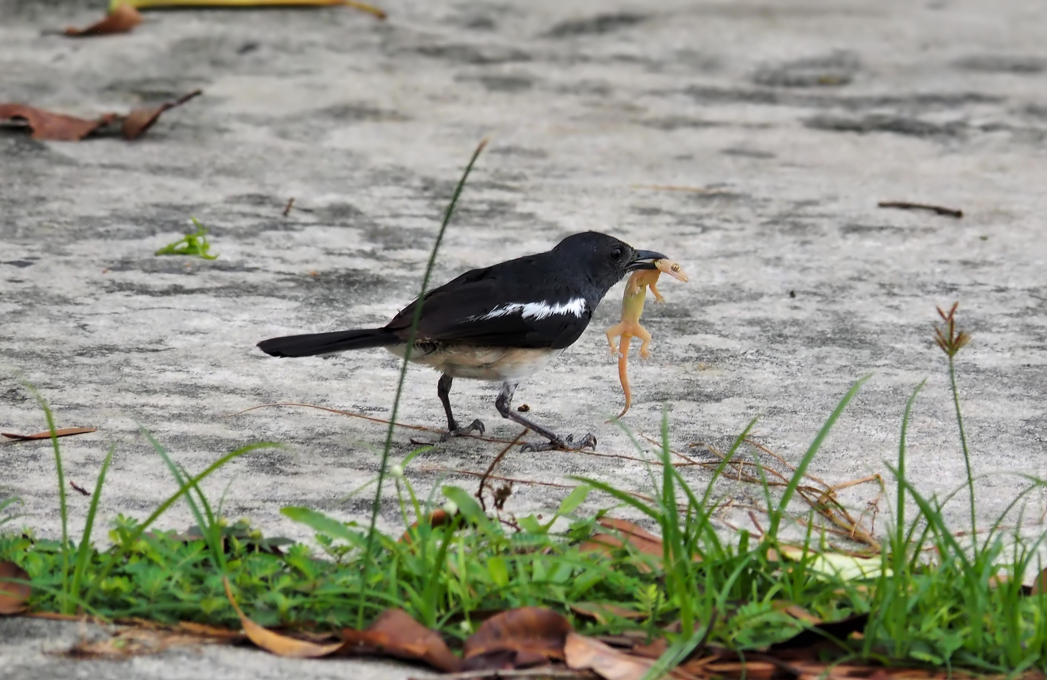 animal themes, wild, one animal, nature, small, grass, survival, animals in the wild, hunt, hunting, magpie, beak, lizard, animal, plant, 2K, magpie robin male, HD Wallpaper