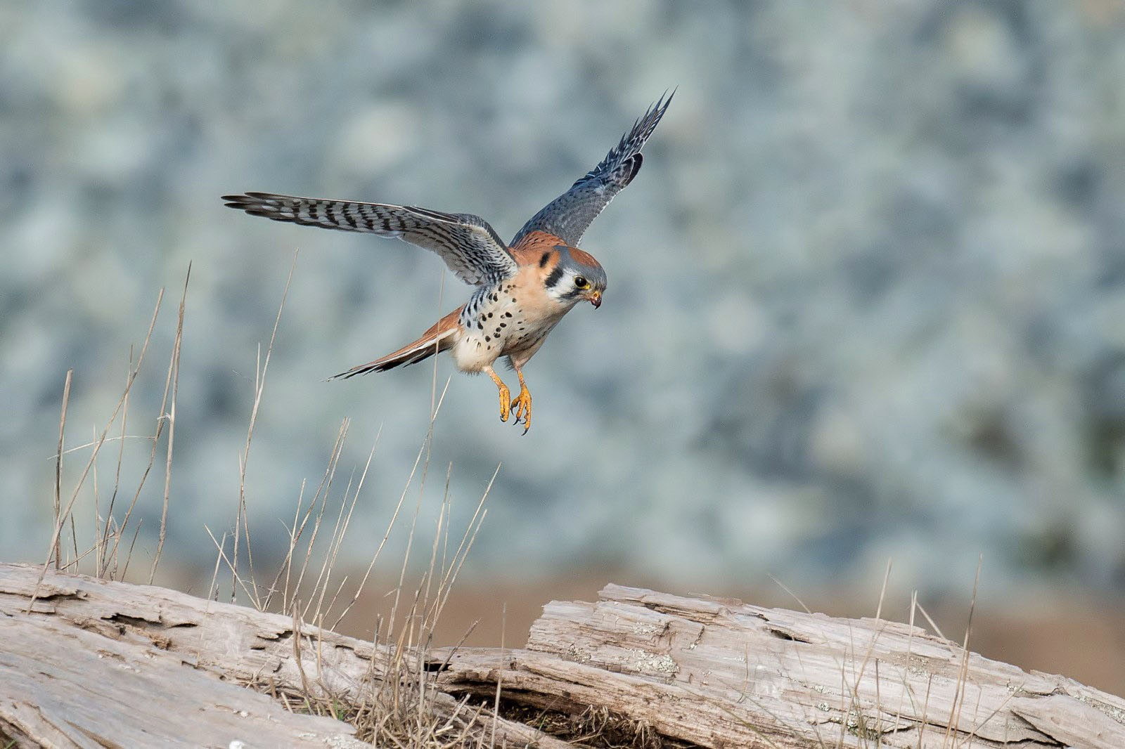 Animal, Bird, 720P, Kestrel, American, HD Wallpaper