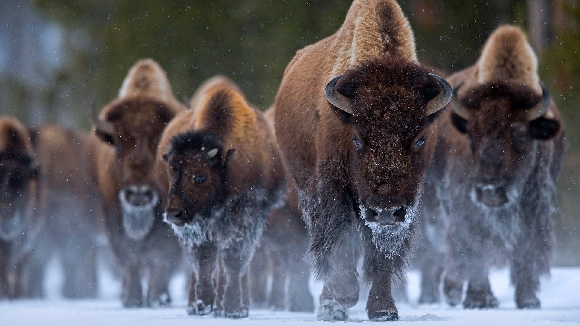 Wildlife, Animal, 1080P, American Bison, Yellowstone, HD Wallpaper