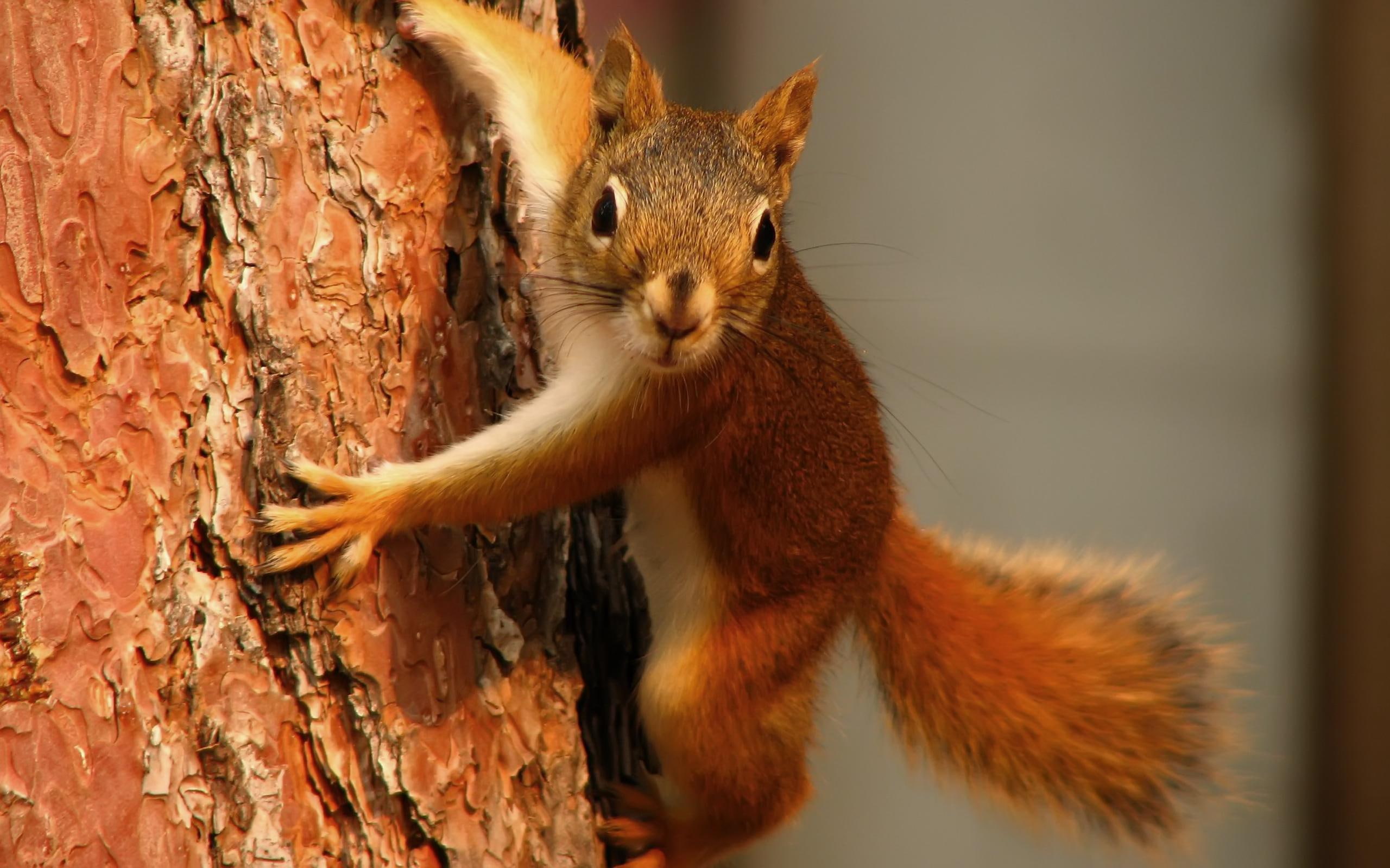 spuirrels, rnchen, wds, tree, animals, 2K, widescreen, eichh, squirrel, squirrels, HD Wallpaper