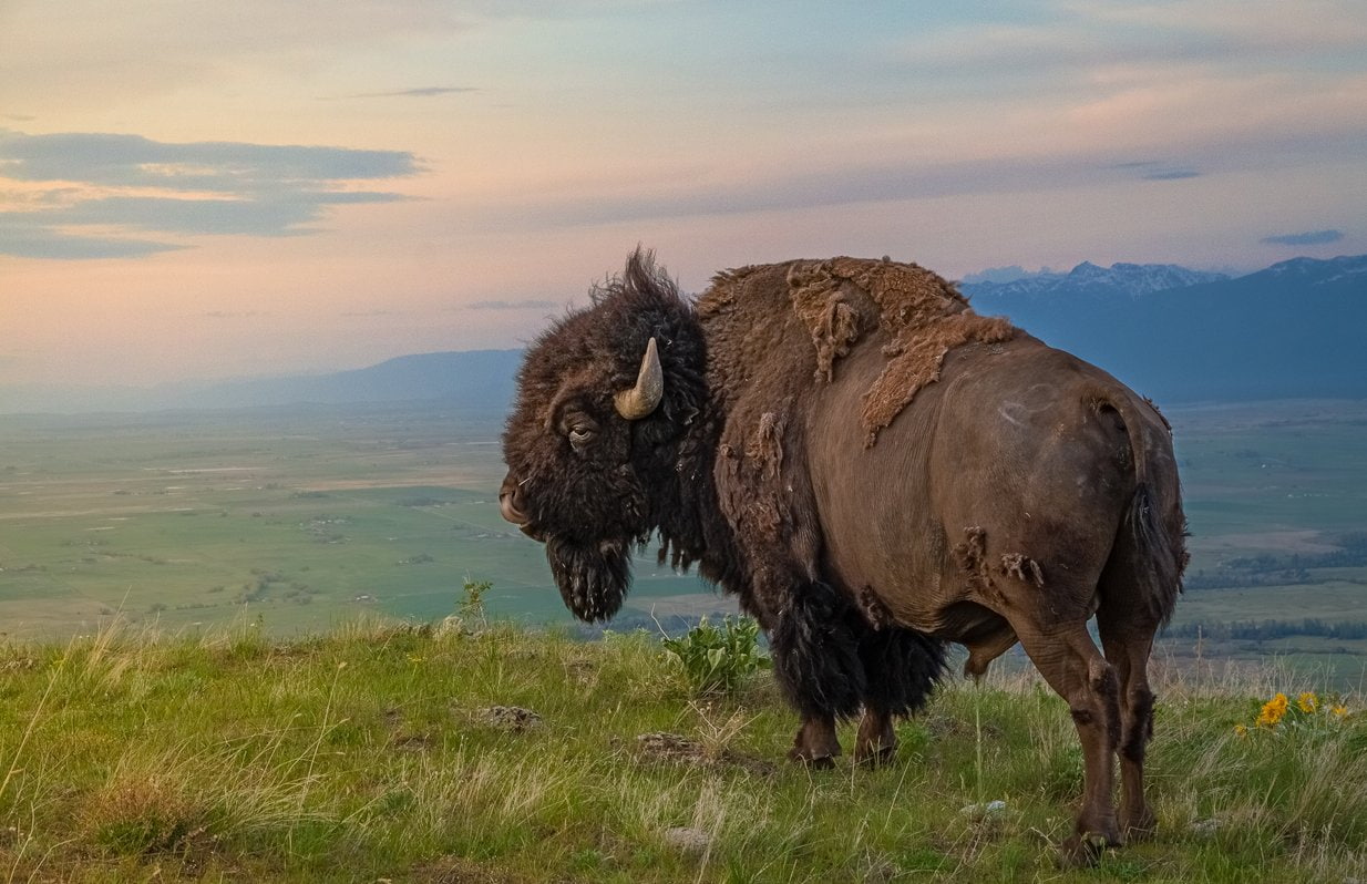 480P, Animal, American Bison, HD Wallpaper