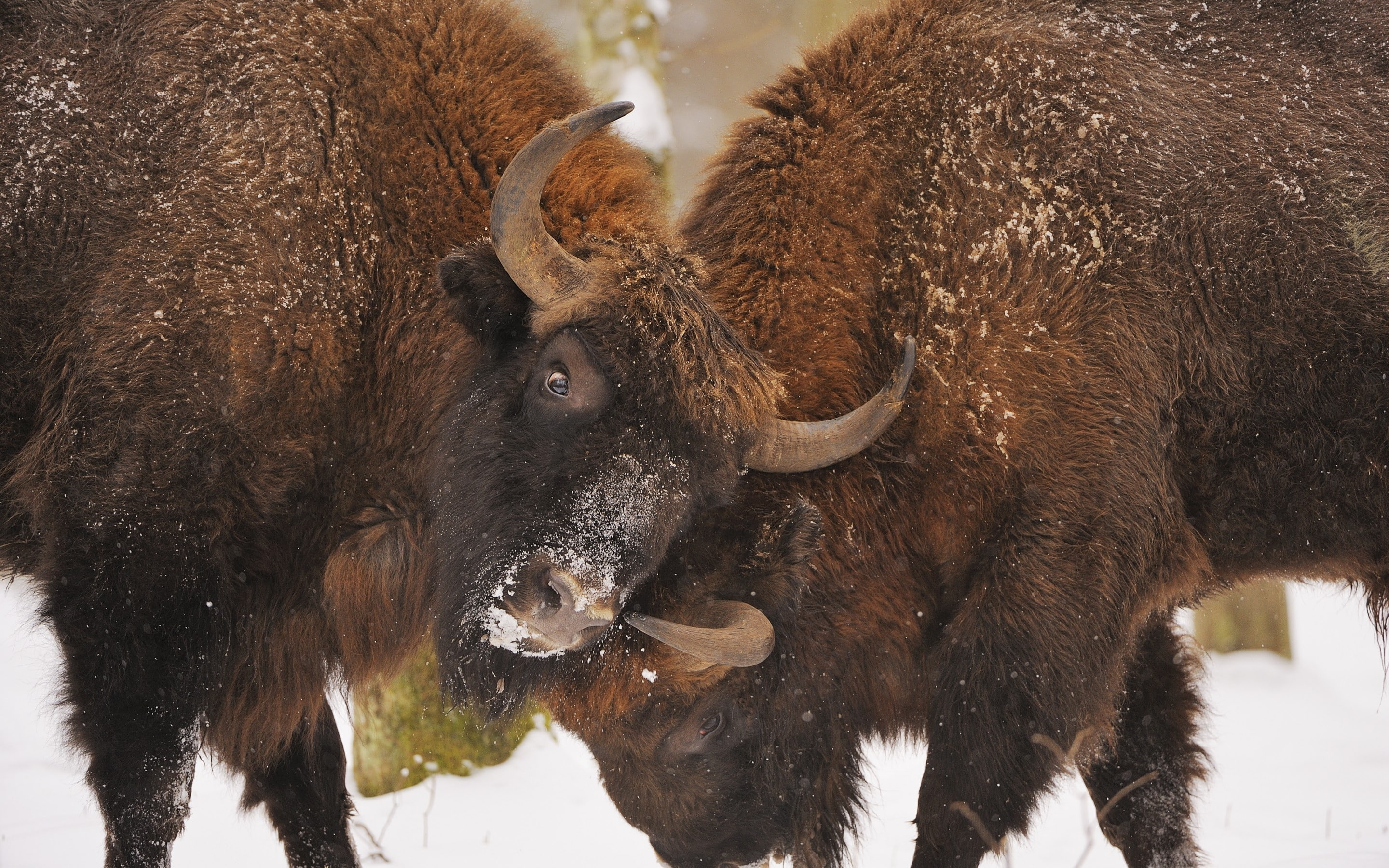 2K, fight, bison, HD Wallpaper
