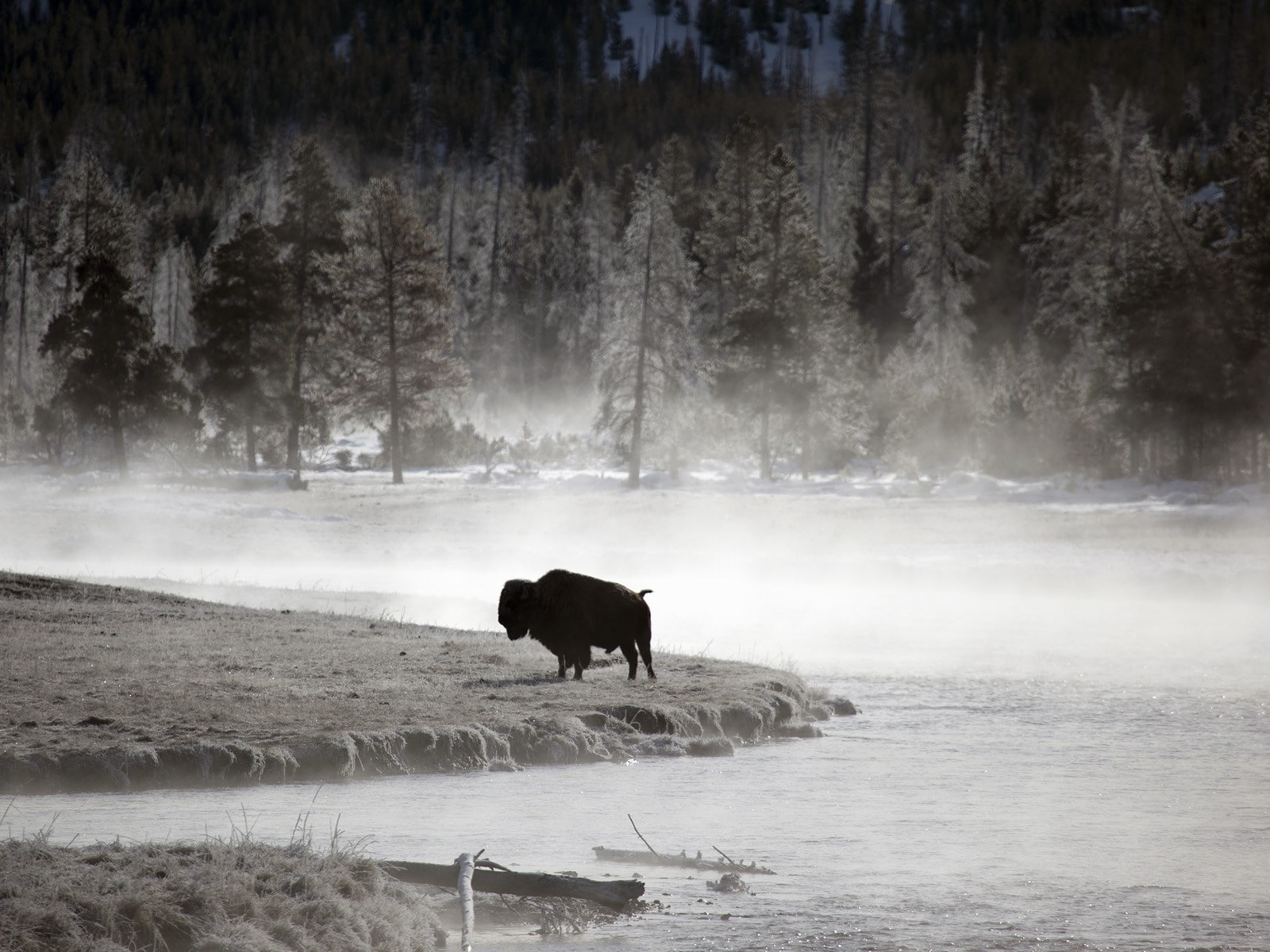 720P, american bison, HD Wallpaper