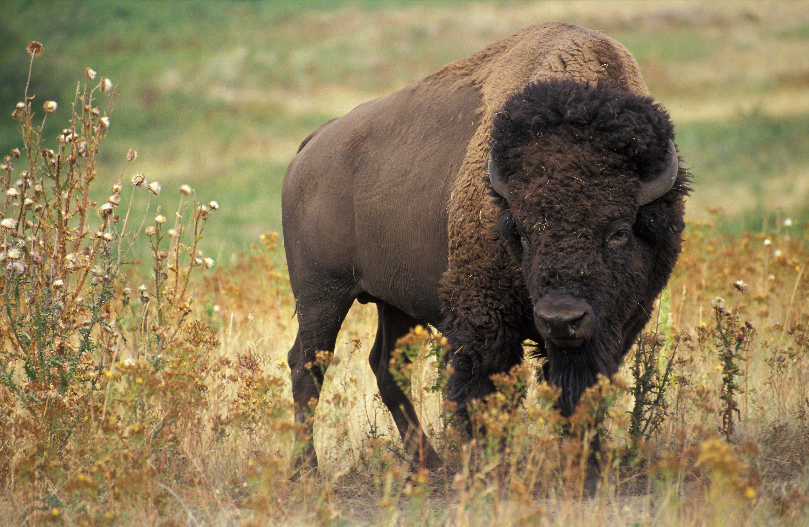 american, Bison, 2K, Buffalo, HD Wallpaper