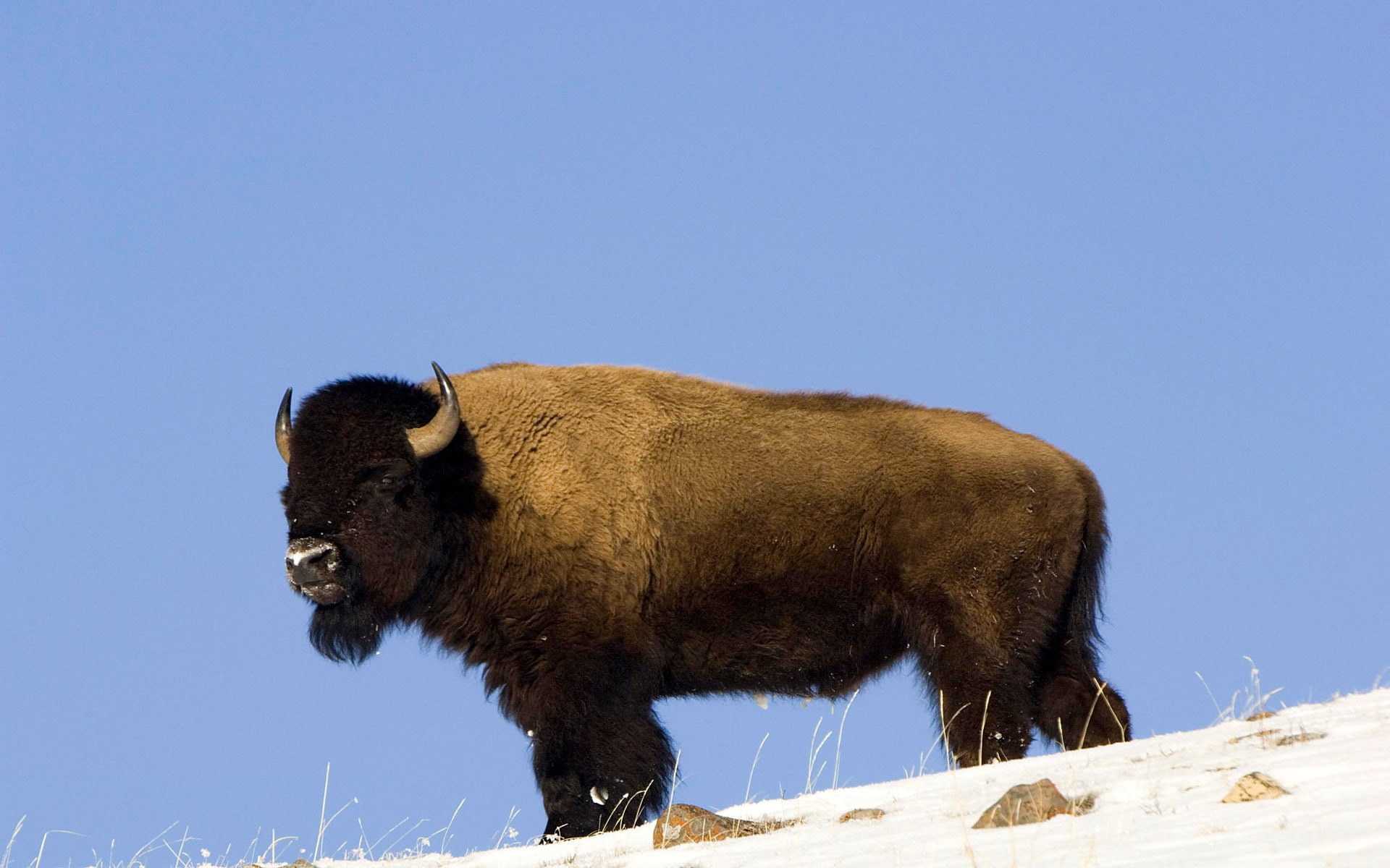 1080P, american bison, HD Wallpaper