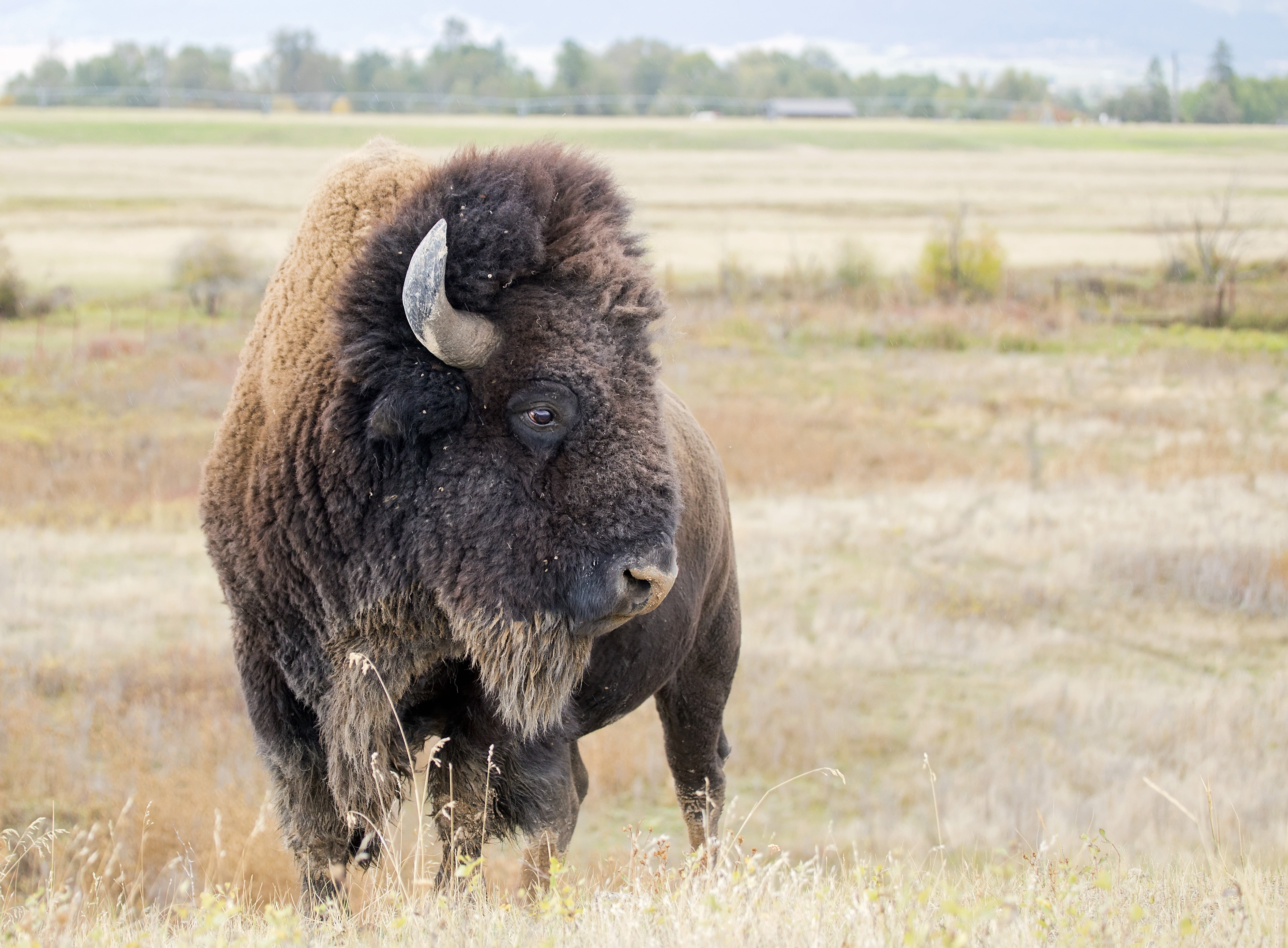 Animal, Wildlife, 4K, American Bison, HD Wallpaper