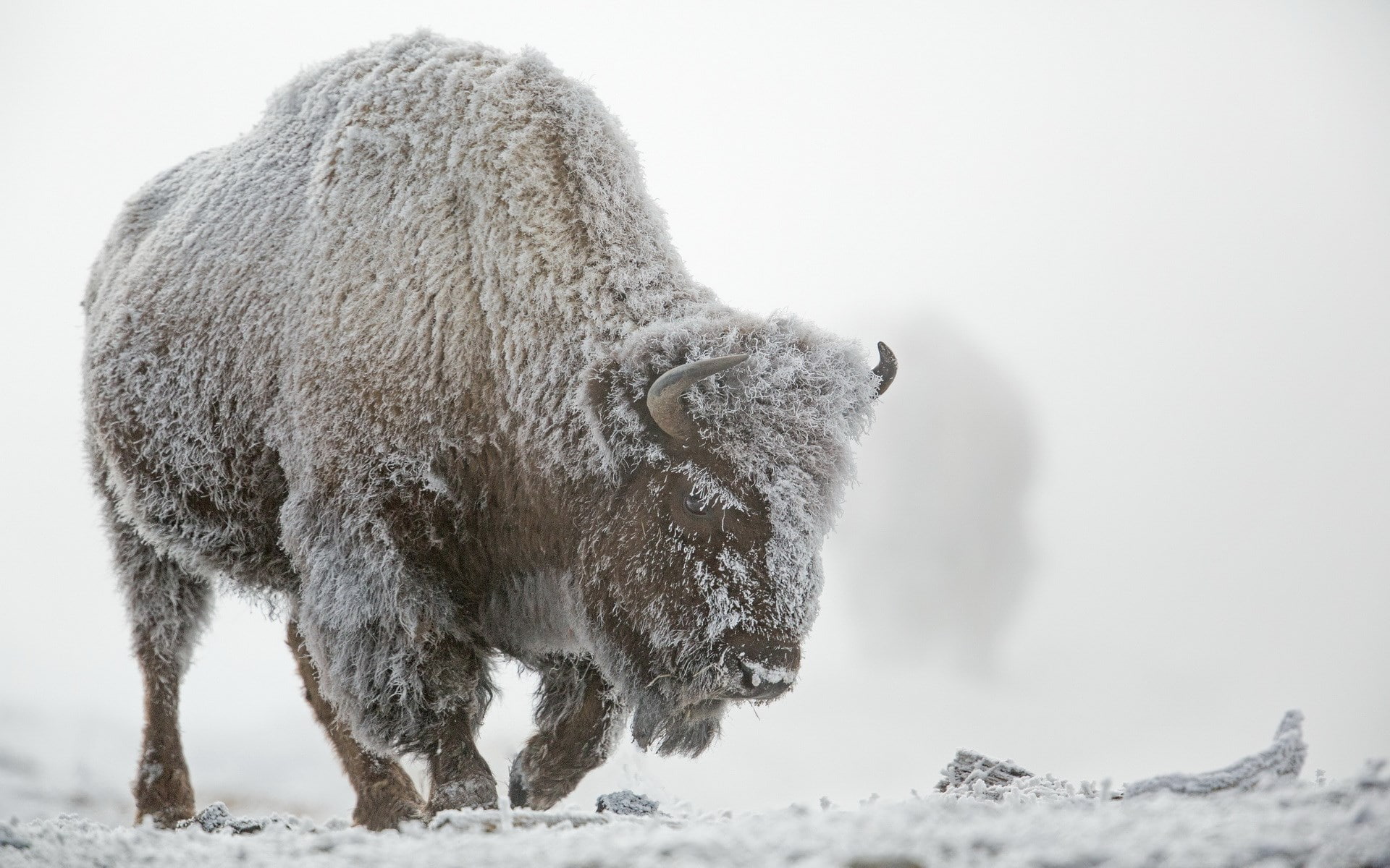 domestic animals, vertebrate, blizzard, animal themes, mammal, 1080P, american bison, land, animal wildlife, no people, animal hair, animal, animals in the wild, HD Wallpaper