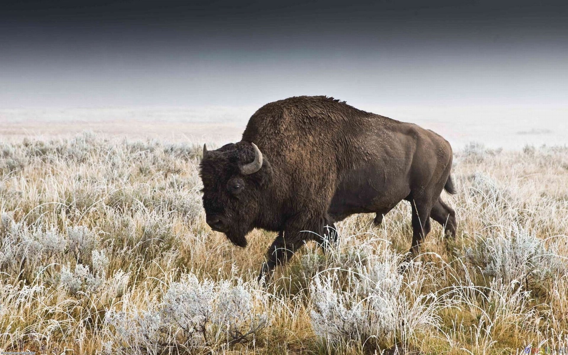 1080P, american bison, HD Wallpaper