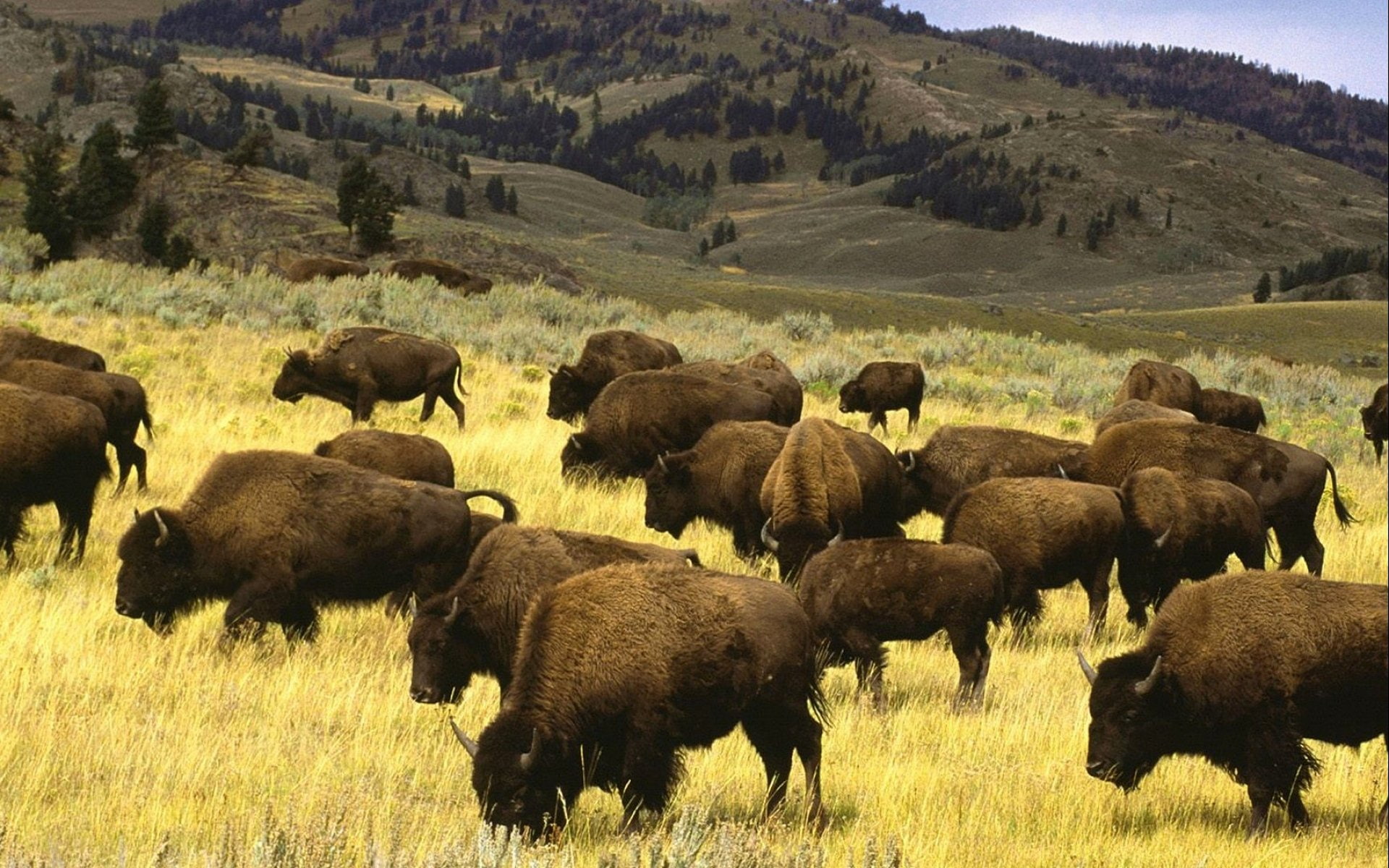 Animal, 1080P, American Bison, HD Wallpaper