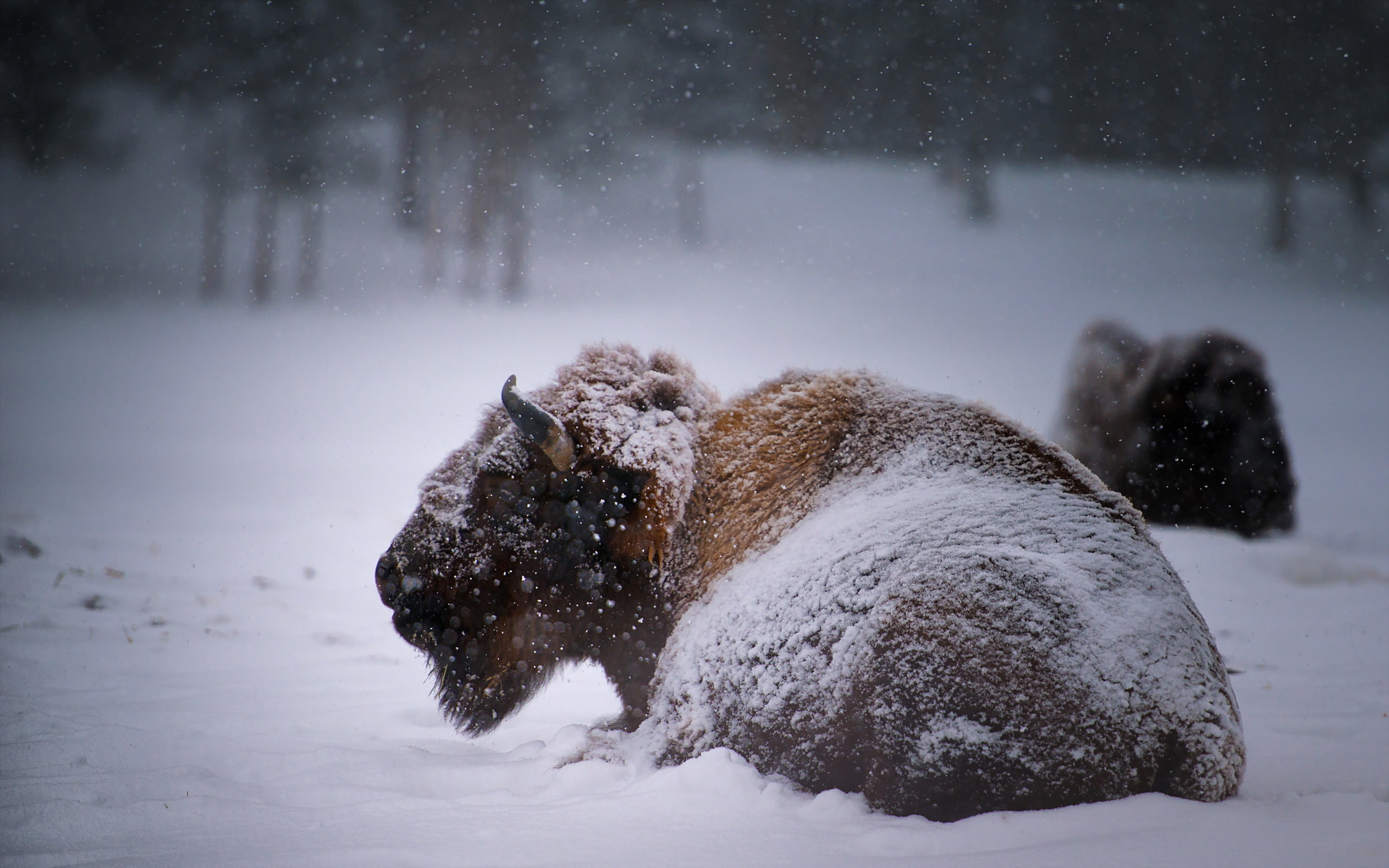Animal, American Bison, 2K, HD Wallpaper