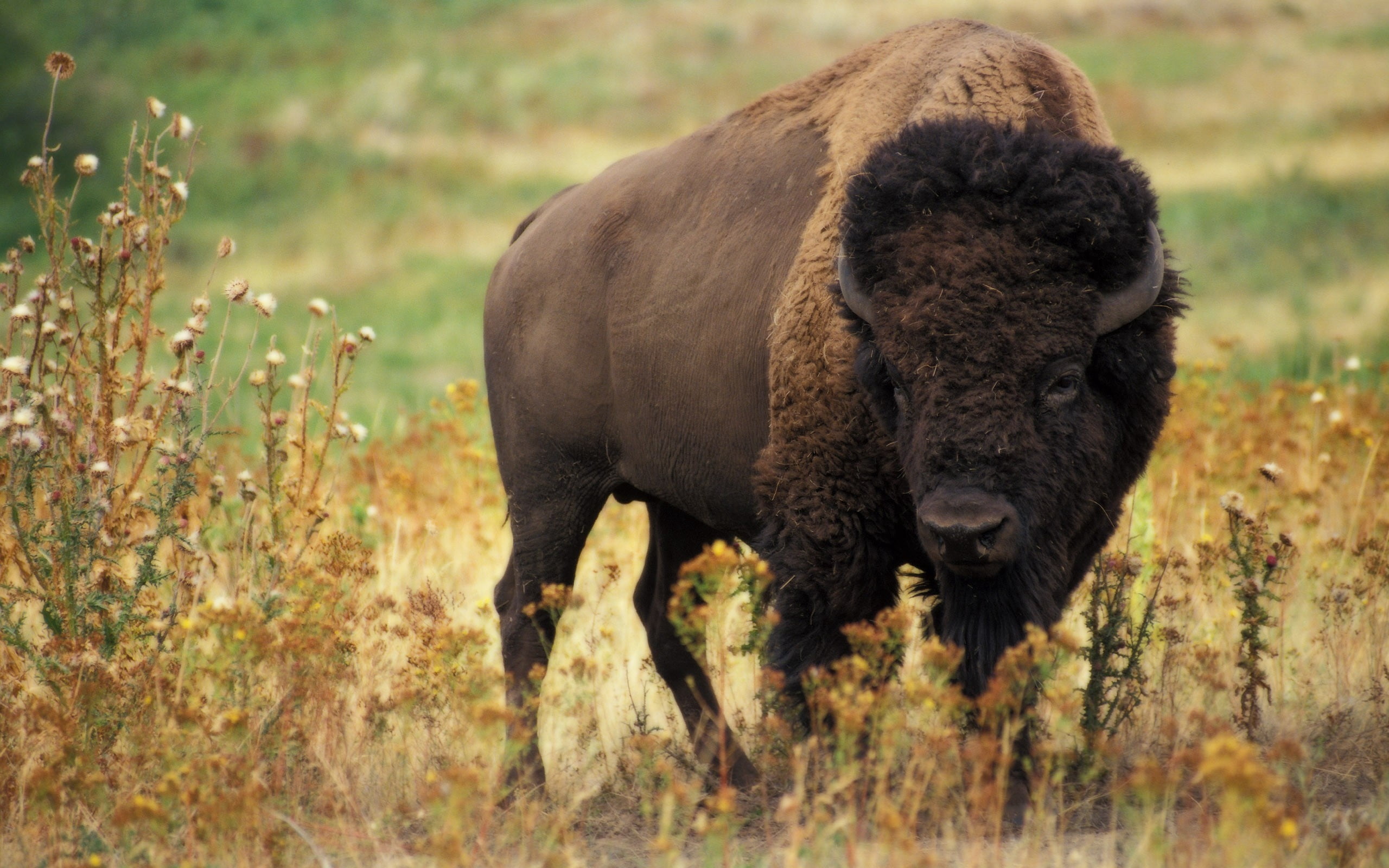 grass, rural Scene, wyoming, landscape, bull - Animal, wilderness Area, plant, animals In The Wild, vertebrate, animal, herbivorous, horned, color Image, HD Wallpaper