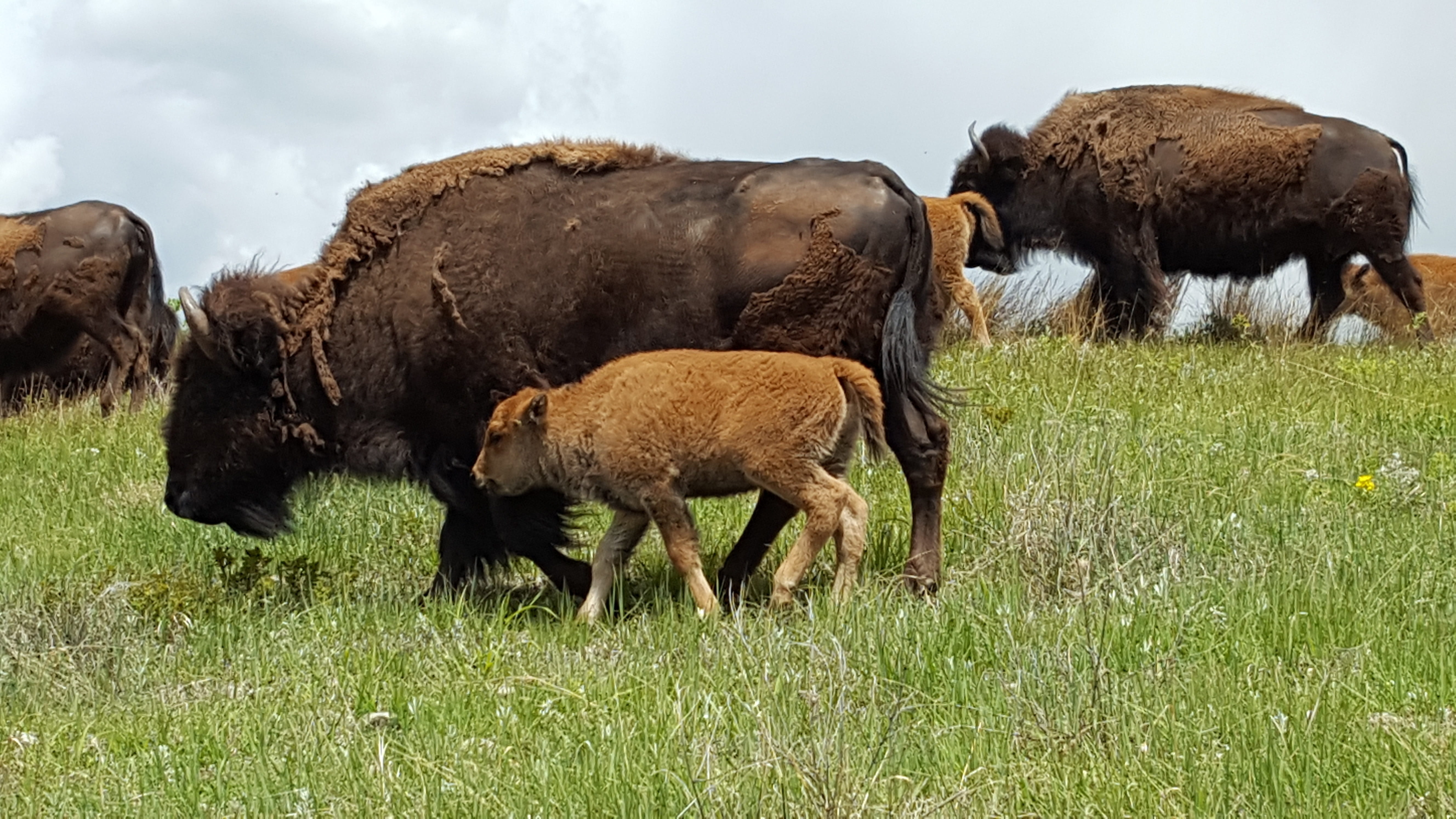 Grazing, herd, plant, no people, Wild, animal, cute, grass, nature, field, young animal, agriculture, park, 5K, plain, Baby Animal, bison, animal wildlife, HD Wallpaper