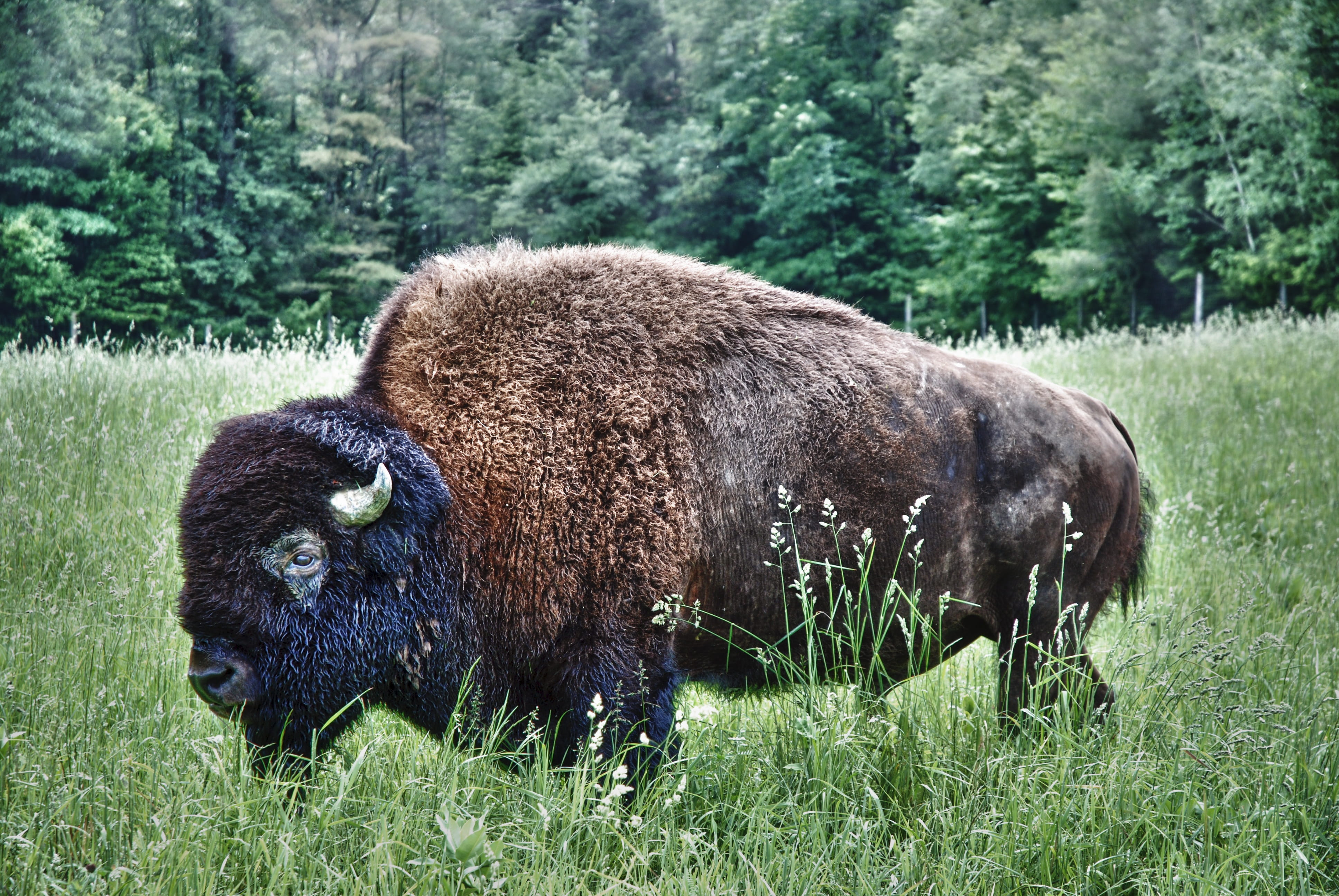 no people, plant, forest, herbivorous, brown, wildlife, green color, grazing, wild animals, grass, black, land, Horn, Bison, Nature, Wet, 4K, tree, Buffalo, HD Wallpaper