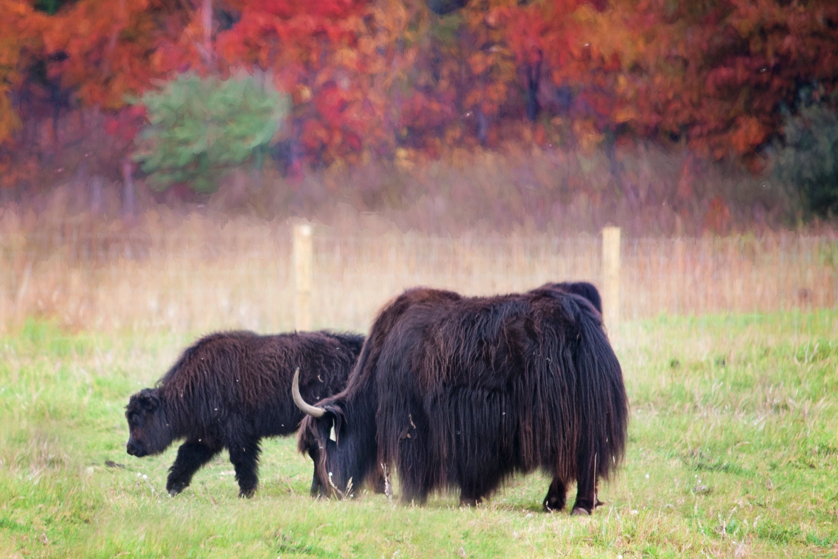 field, buffalo, eating, american Bison, animal, animal wildlife, two, vertebrate, yaks, livestock, animal themes, herbivorous, no people, nature, landscape, HD Wallpaper