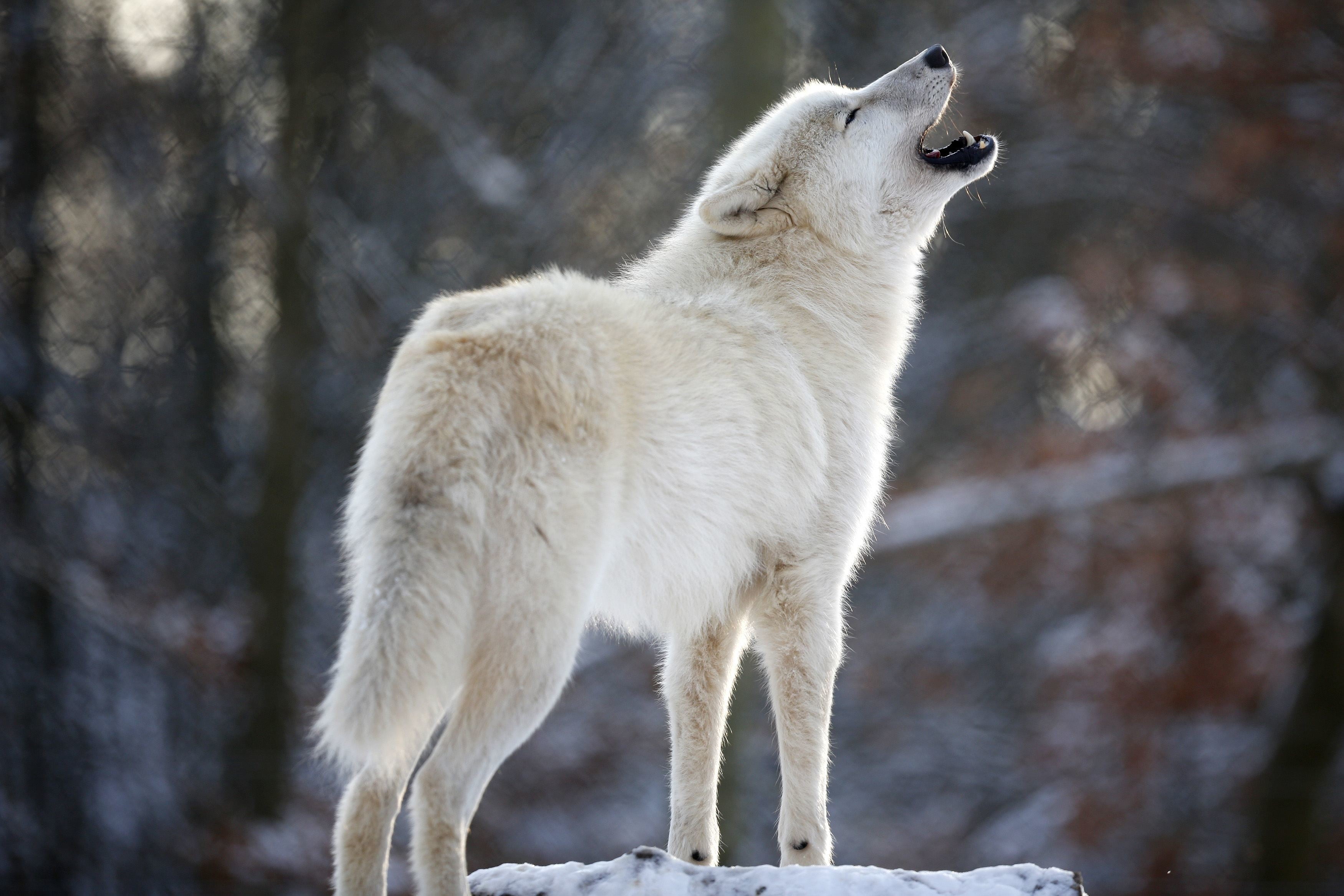 focus on foreground, vertebrate, animal wildlife, cold temperature, one animal, zoo, animal themes, winter, mammal, day, wolf, animal, animals in the wild, HD Wallpaper