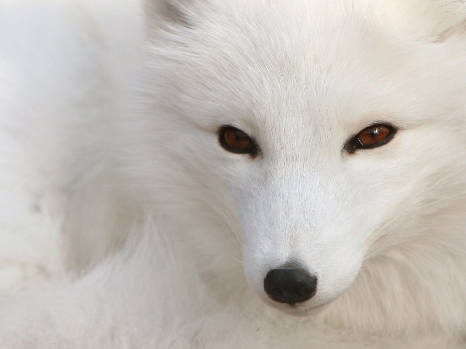 silver, fox, wolf, polar, polar-silver-fox, 720P, hd, animals, white, HD Wallpaper