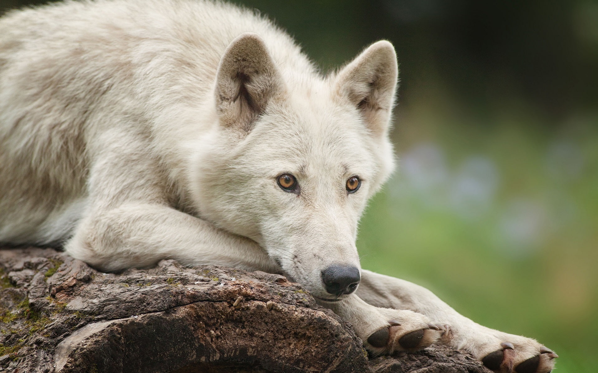 Wolf, Polar, Look, White, 1080P, HD Wallpaper