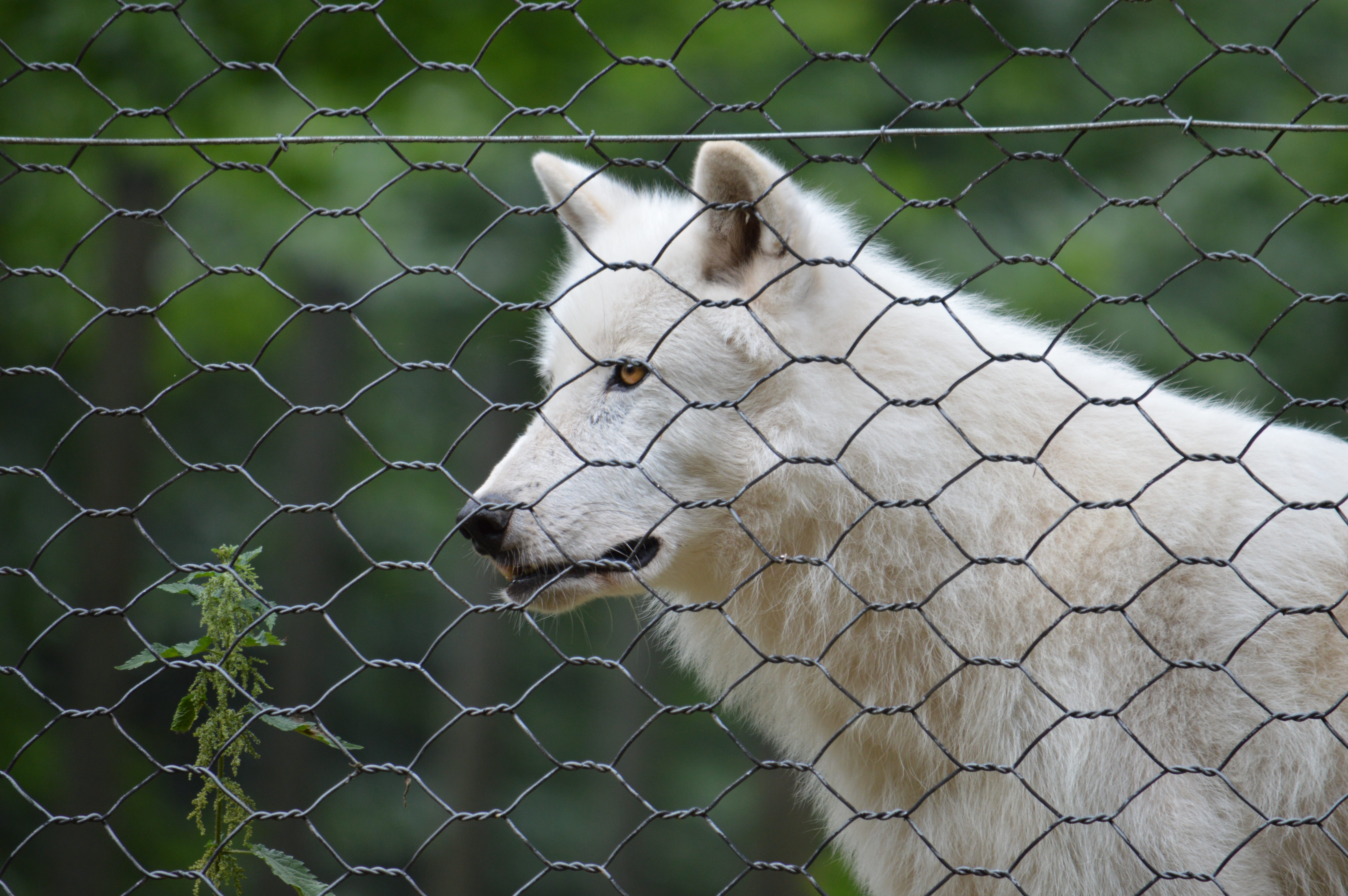 close-up, germany, cute, animal themes, domestic animals, arctic, polar, nice, domestic, nature, barrier, fence, zoo, wolf, polar wolf, 5K, boundary, vertebrate, HD Wallpaper