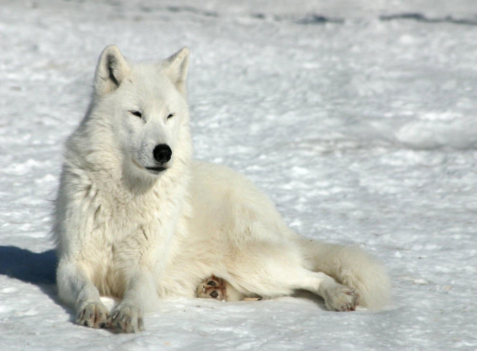 fur, sitting, polar Climate, animal Head, white, animals In The Wild, snow, vertebrate, dog, looking, domestic Animals, animal Themes, pets, canine, sled Dog, HD Wallpaper