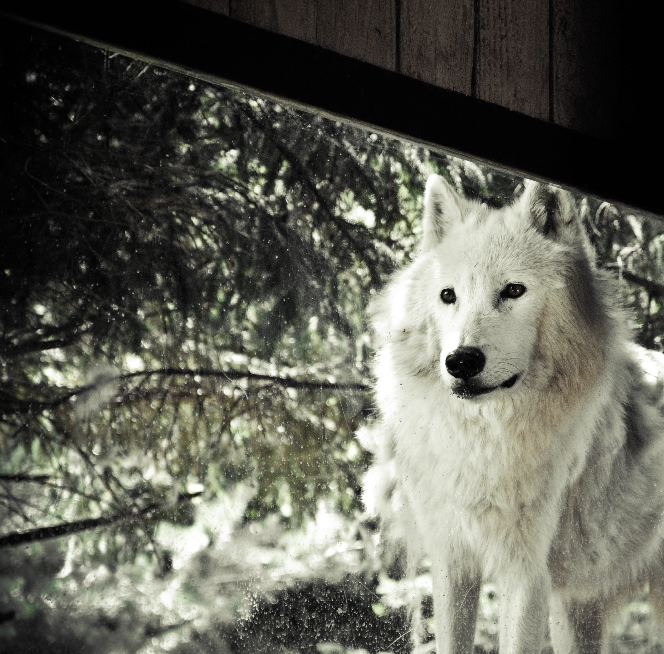 nature, domestic, animal themes, dangerous, canis, no people, gray, day, wildlife, looking, animal head, cold temperature, purebred dog, portrait, 2K, HD Wallpaper